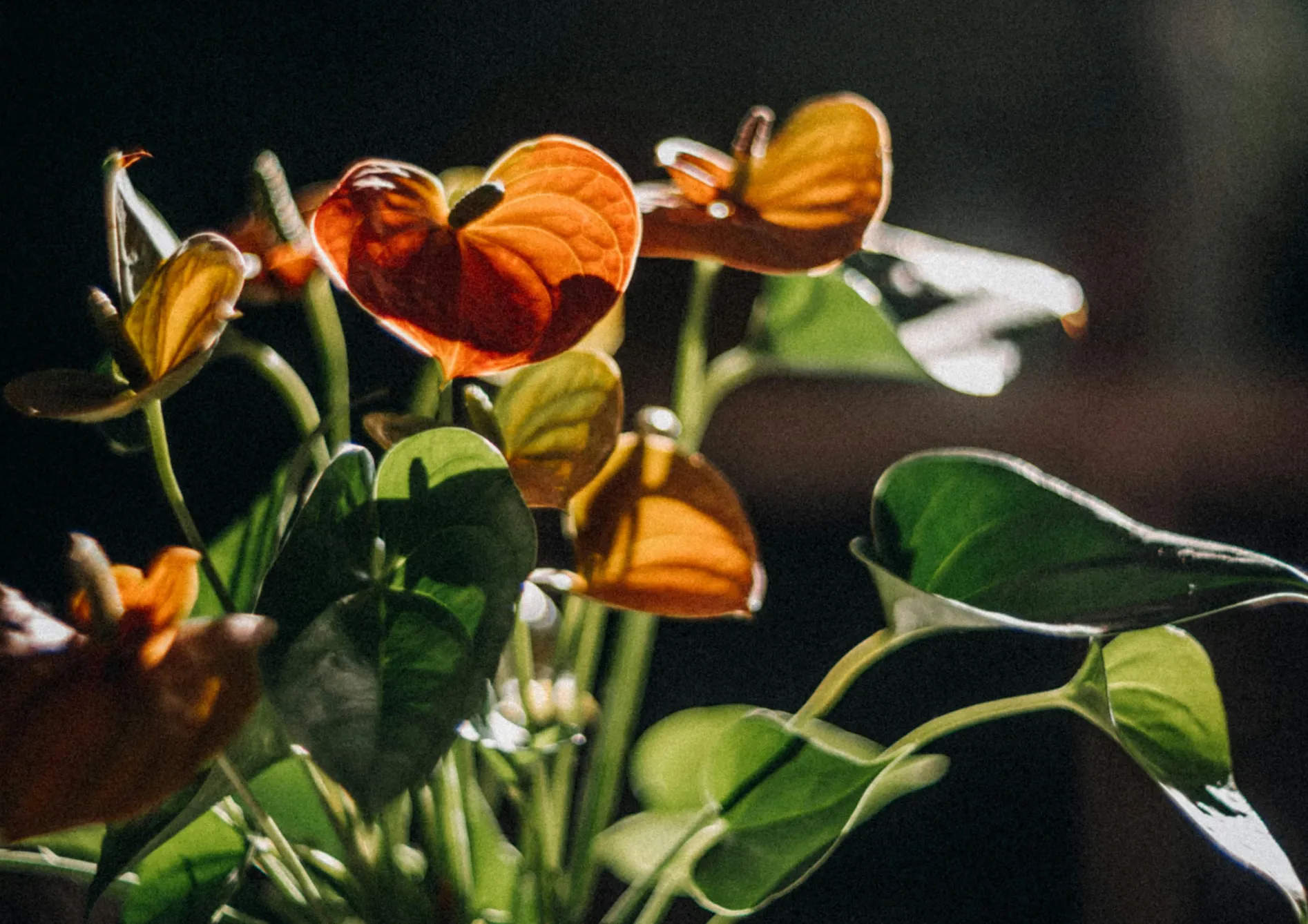 Plante l'Anthurium Plante l’Anthurium