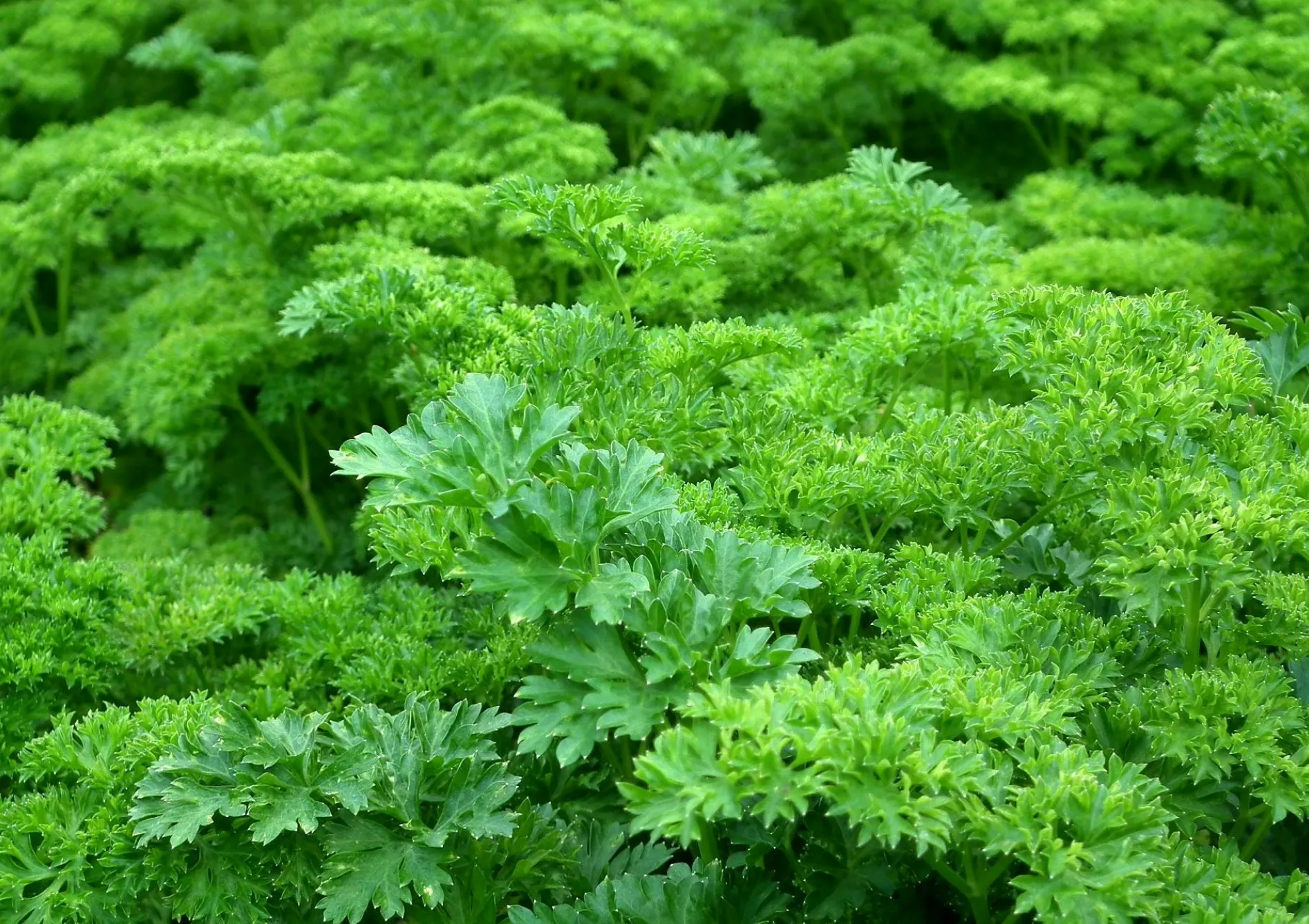 Associer les meilleures variétés d’herbes aromatiques Associer les meilleures variétés d’herbes aromatiques