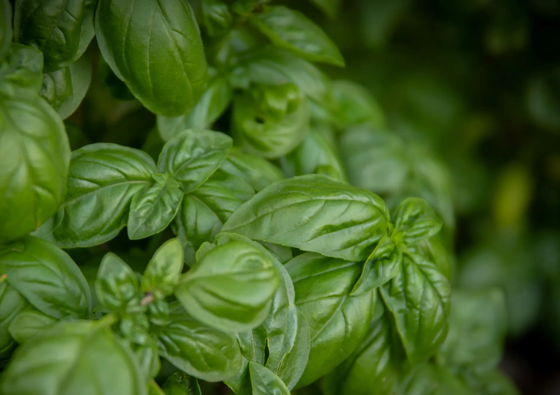 Comment bien planter et entretenir son jardin d'herbes aromatiques Comment bien planter et entretenir son jardin d’herbes aromatiques