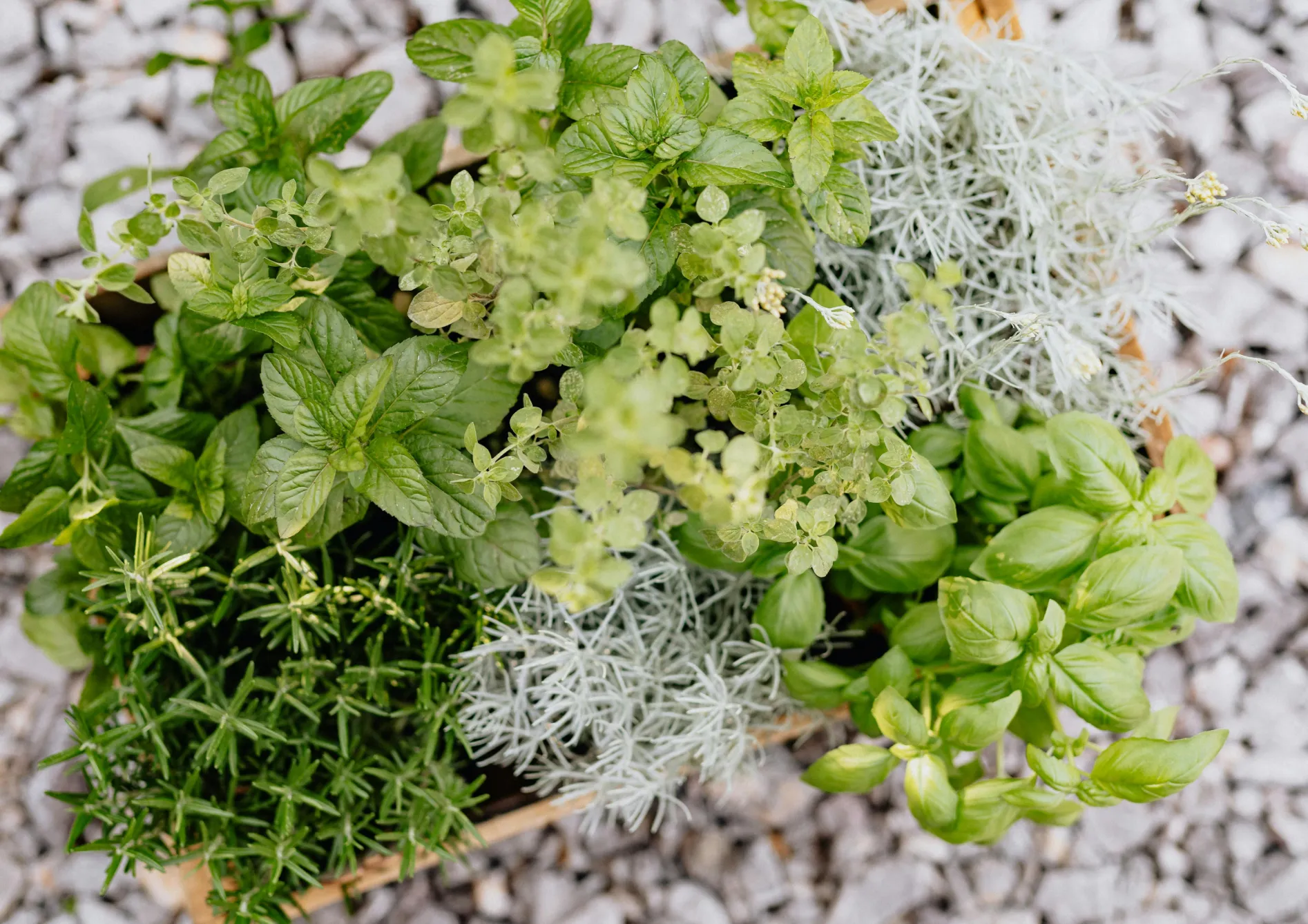 Maximiser la récolte de vos herbes aromatiques Maximiser la récolte de vos herbes aromatiques