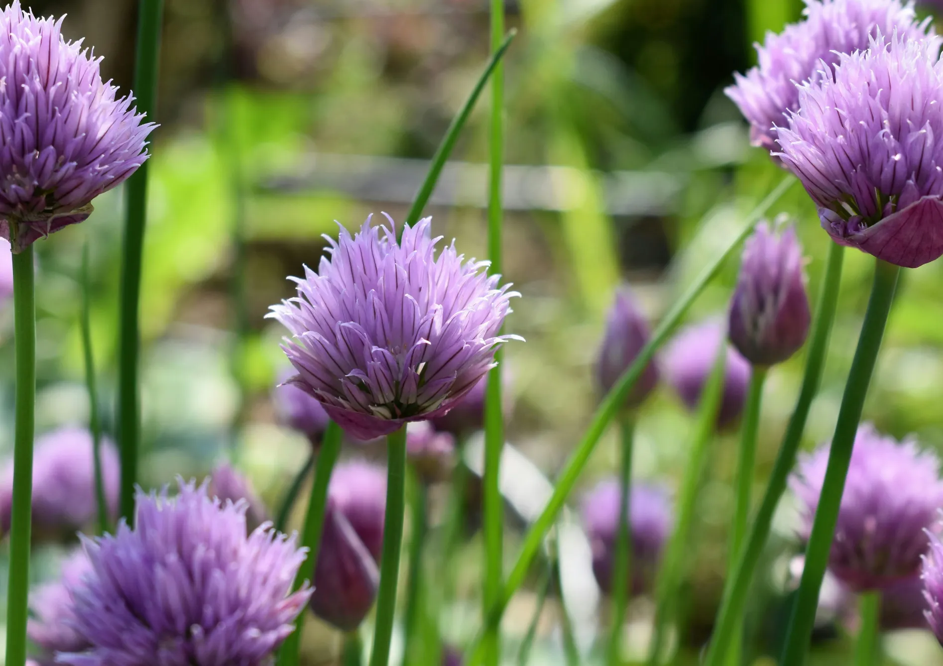 Planifier son jardin d’herbes aromatiques Planifier son jardin d’herbes aromatiques