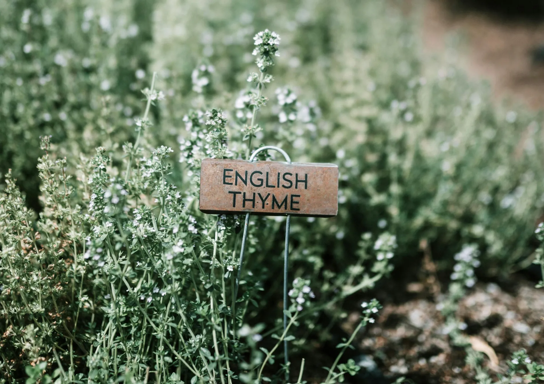 Pourquoi créer un jardin d’herbes aromatiques ? Pourquoi créer un jardin d’herbes aromatiques ?