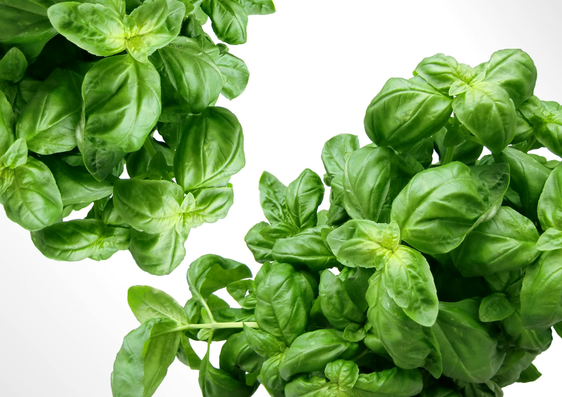 Astuces pour réussir la culture des herbes aromatiques en pot Astuces pour réussir la culture des herbes aromatiques en pot