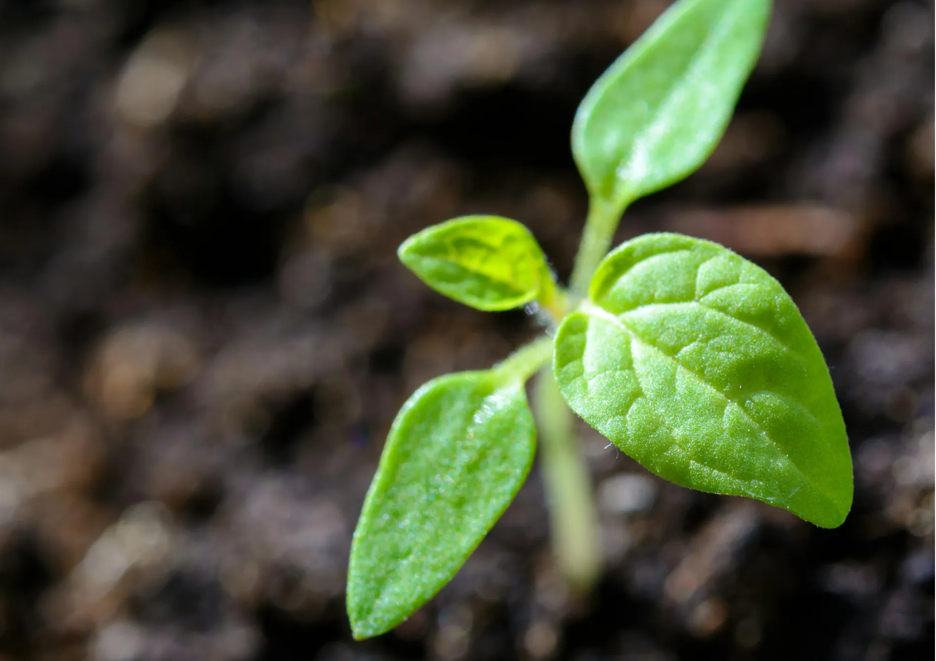 Avantages à long terme de l'utilisation d'engrais vert Avantages à long terme de l’utilisation d’engrais vert