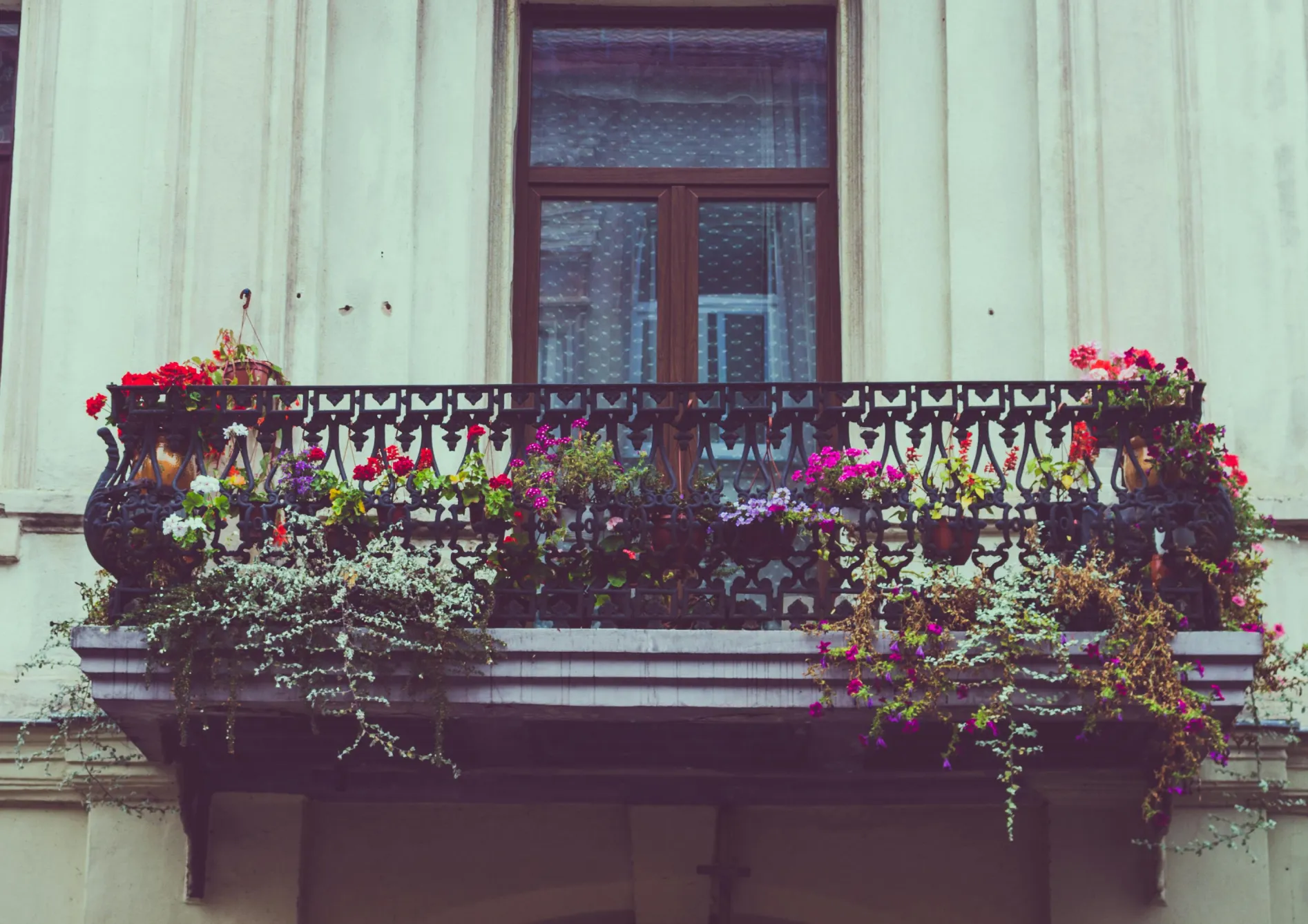 Meilleures fleurs vivaces pour un balcon Meilleures fleurs vivaces pour un balcon