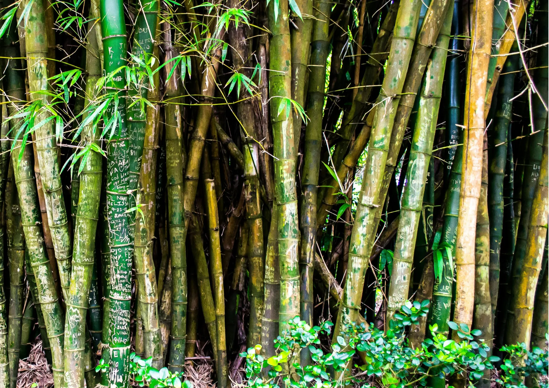 Que faire en cas de bambous envahissants non contrôlés ? Que faire en cas de bambous envahissants non contrôlés ?