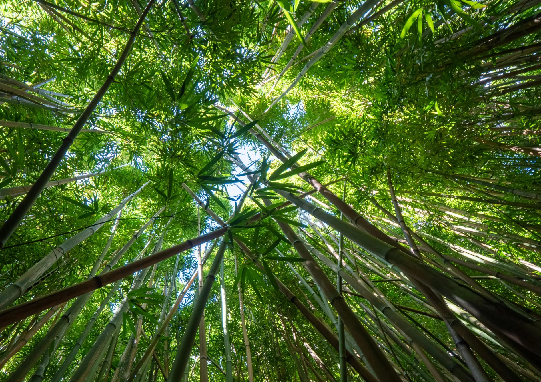 Techniques de gestion des bambous envahissants Techniques de gestion des bambous envahissants