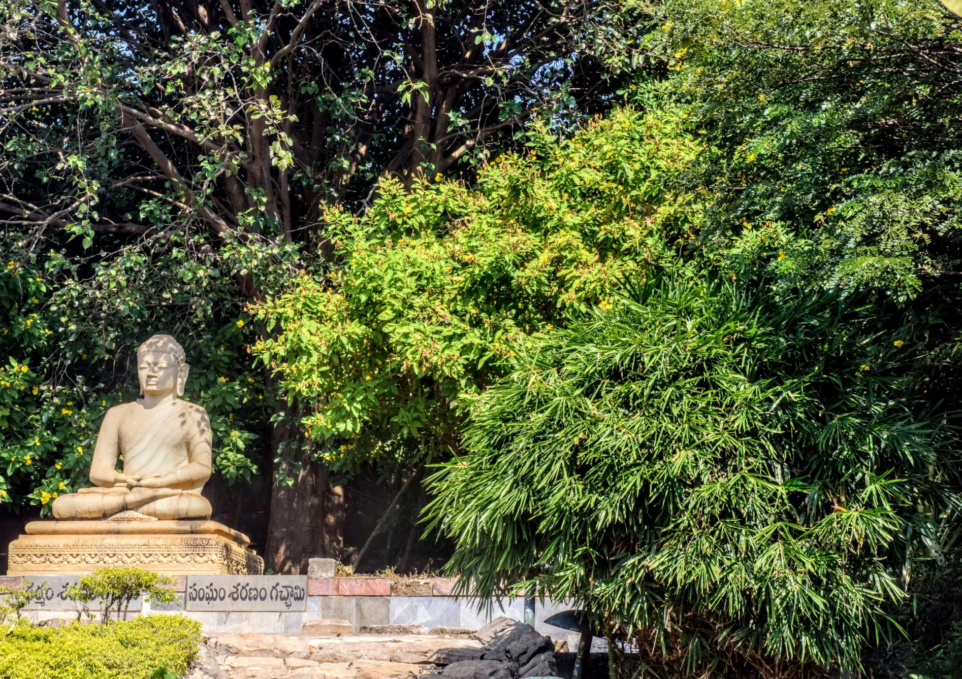 Techniques de taille et d'entretien des bambous traçants Techniques de taille et d’entretien des bambous traçants
