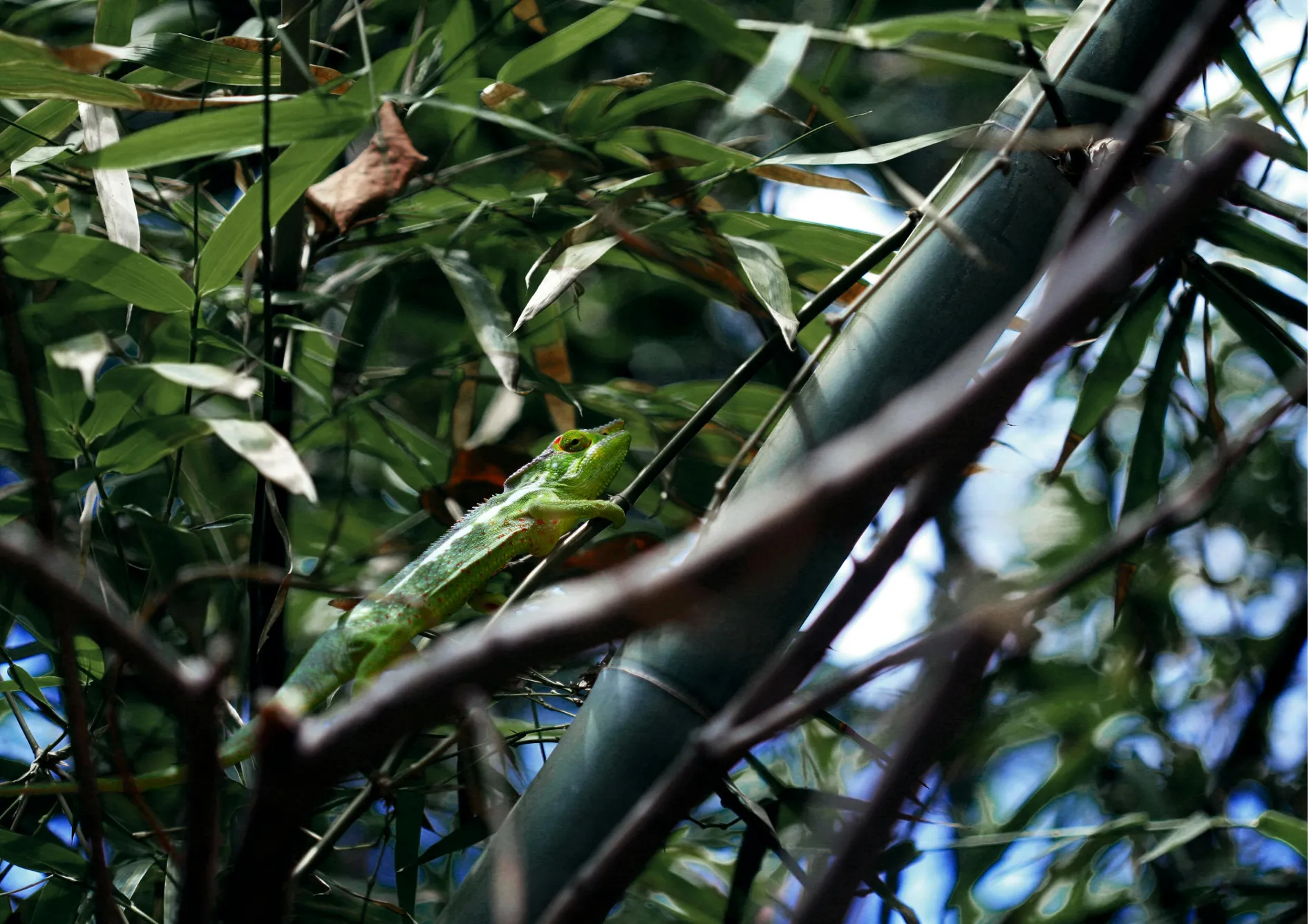 Comprendre le comportement des bambous traçants Comprendre le comportement des bambous traçants