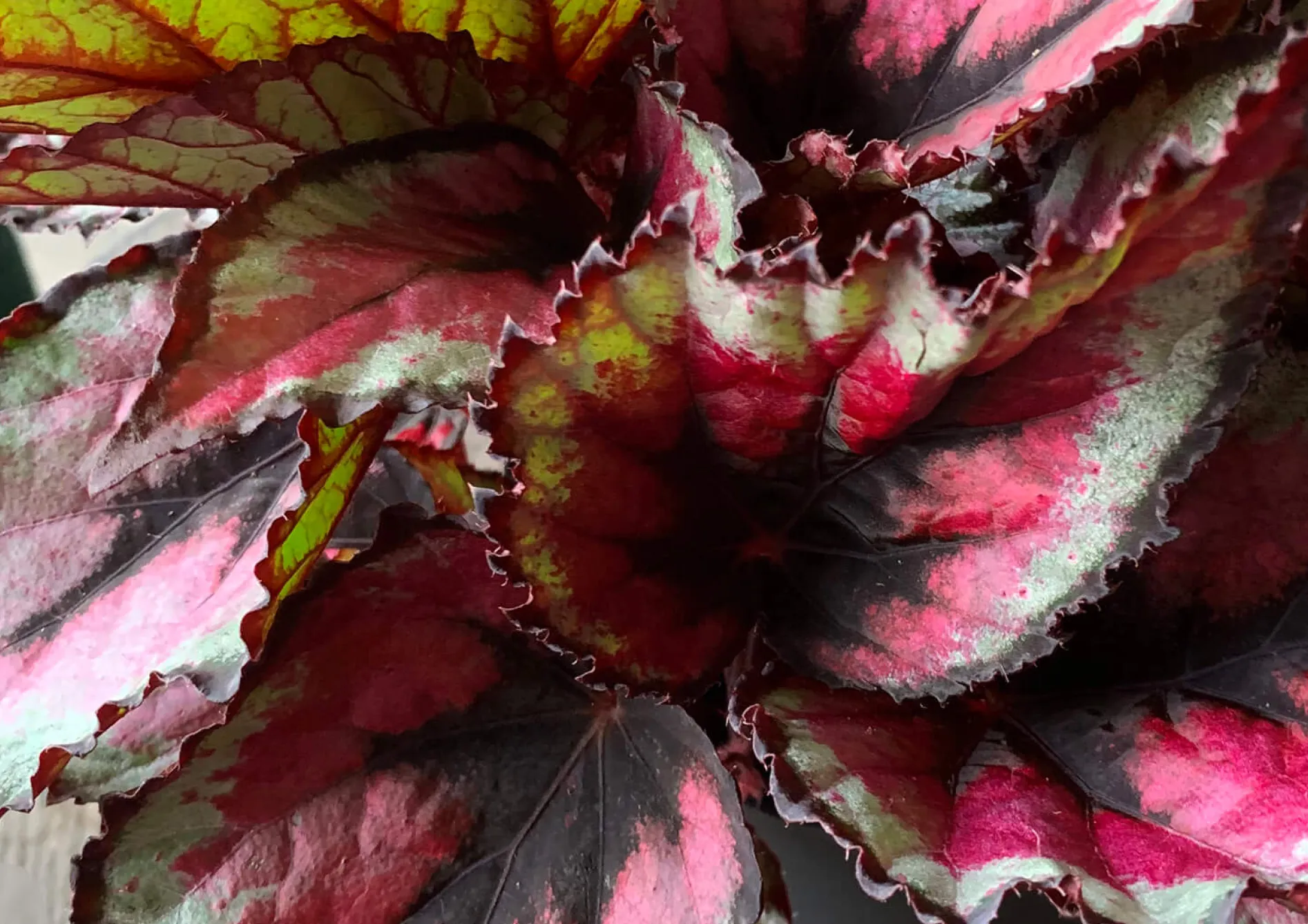 Plante Begonia Rex Plante Begonia Rex