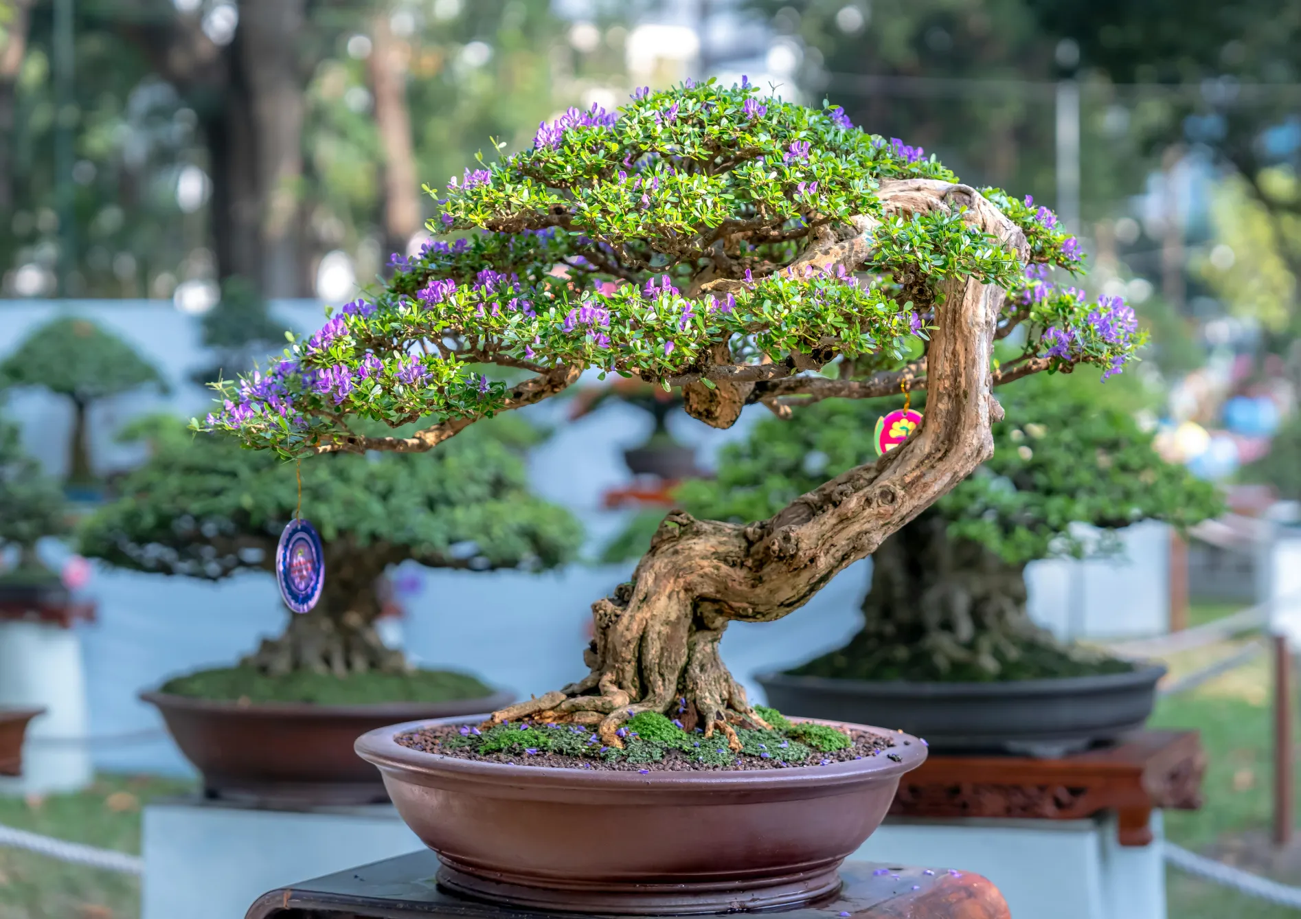 Comment apprécier l'art du bonsaï Comment apprécier l’art du bonsaï