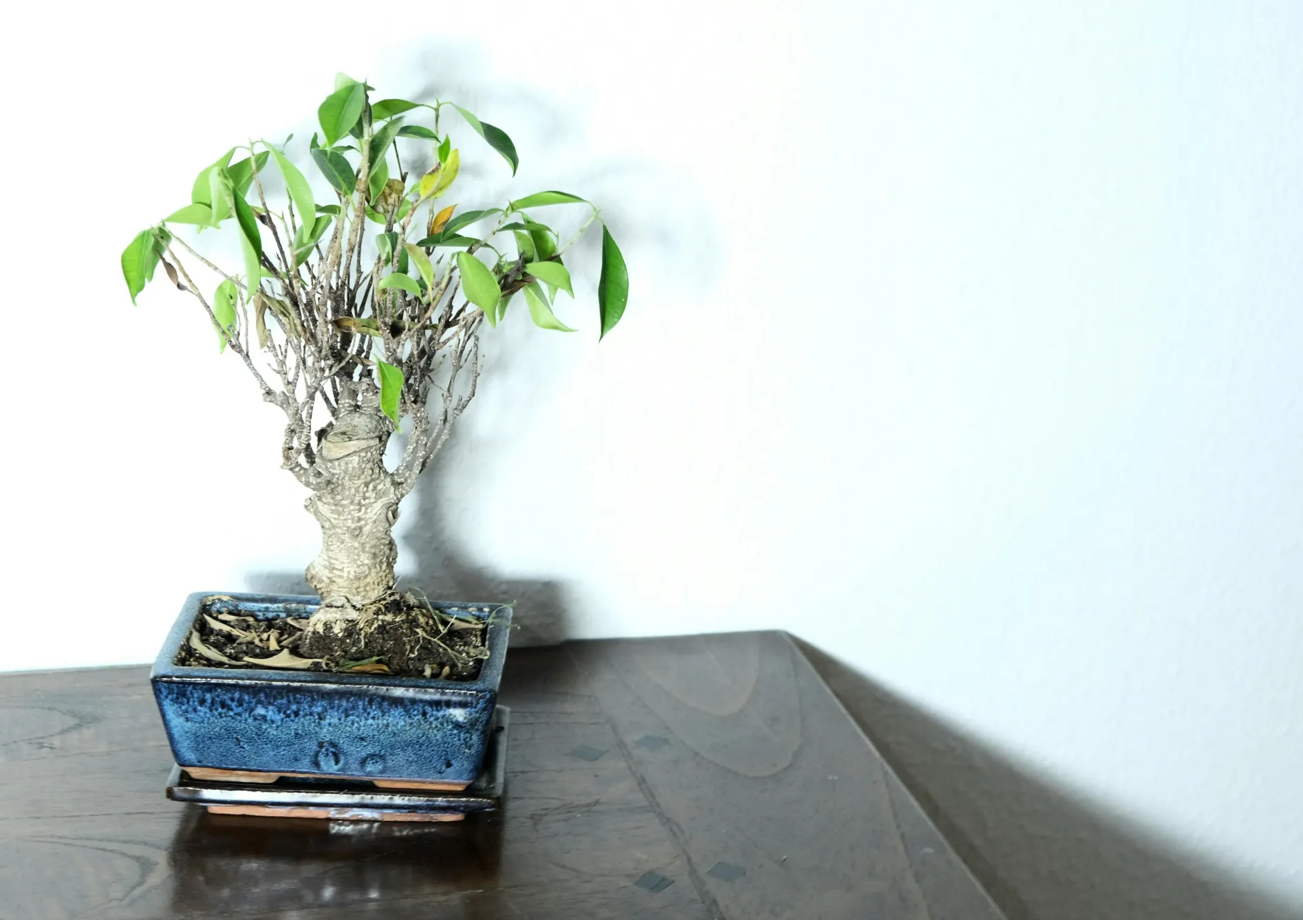 Choisir votre premier bonsaï : Les meilleures espèces pour débutants Choisir votre premier bonsaï : Les meilleures espèces pour débutants