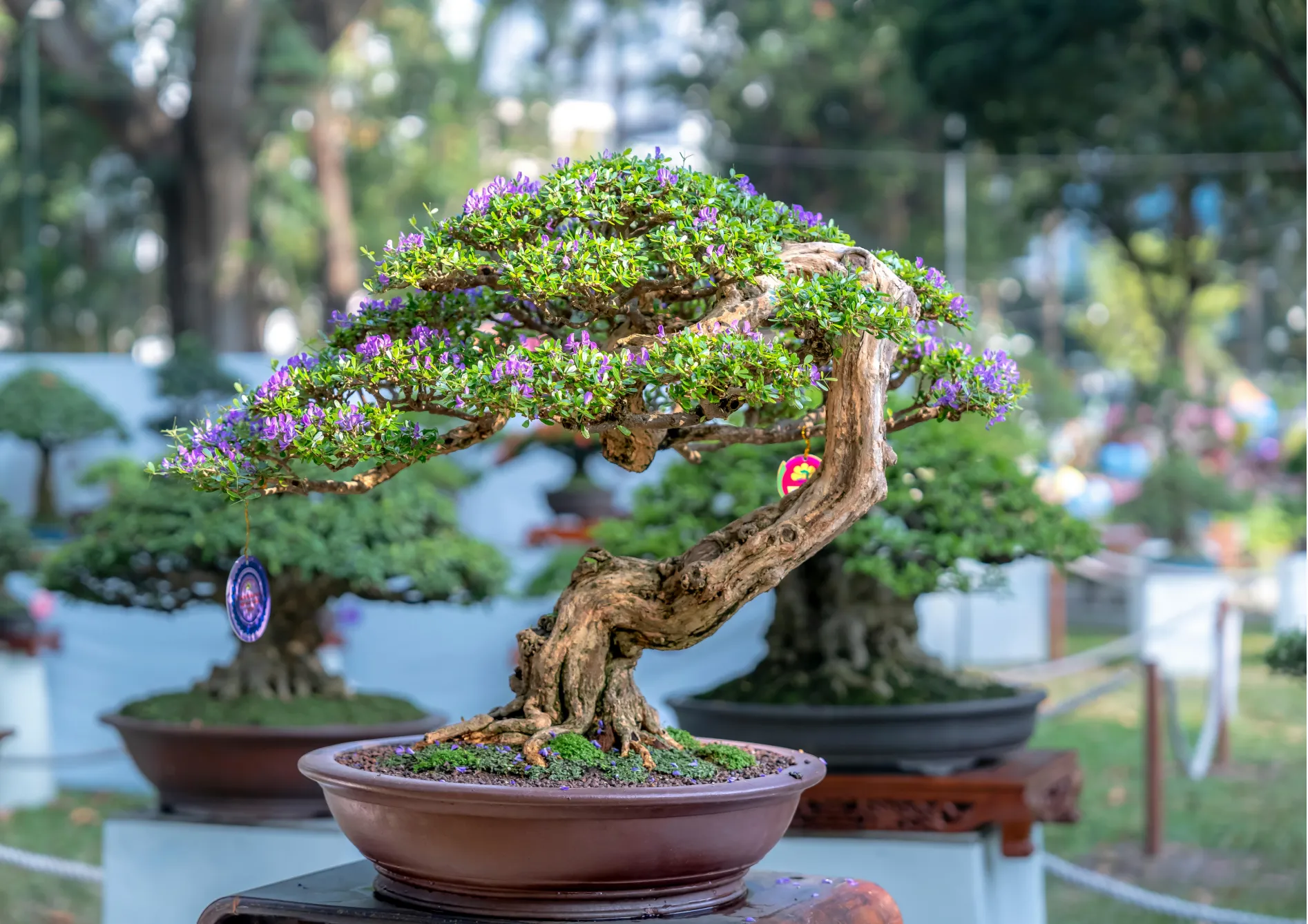 Qu'est-ce que le bonsaï ? Une introduction à l'art du bonsaï Qu’est-ce que le bonsaï ? Une introduction à l’art du bonsaï