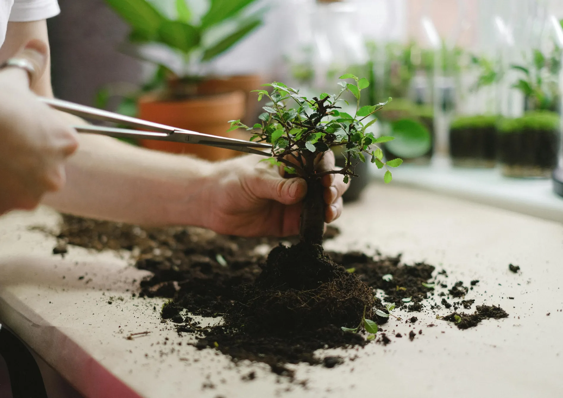 Les outils essentiels pour le bonsaï Les outils essentiels pour le bonsaï