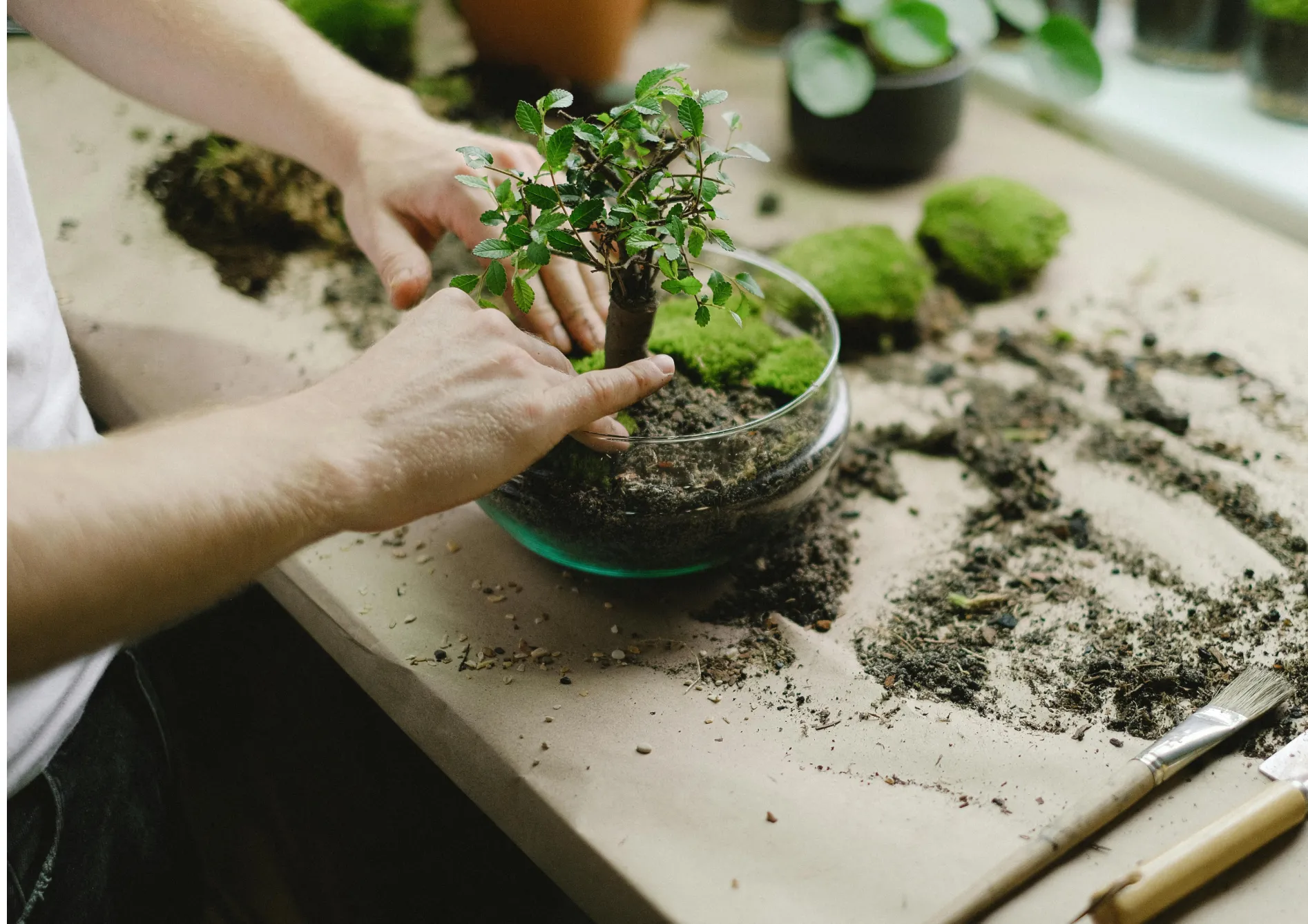 Préparer le bonsaï pour la culture Préparer le bonsaï pour la culture