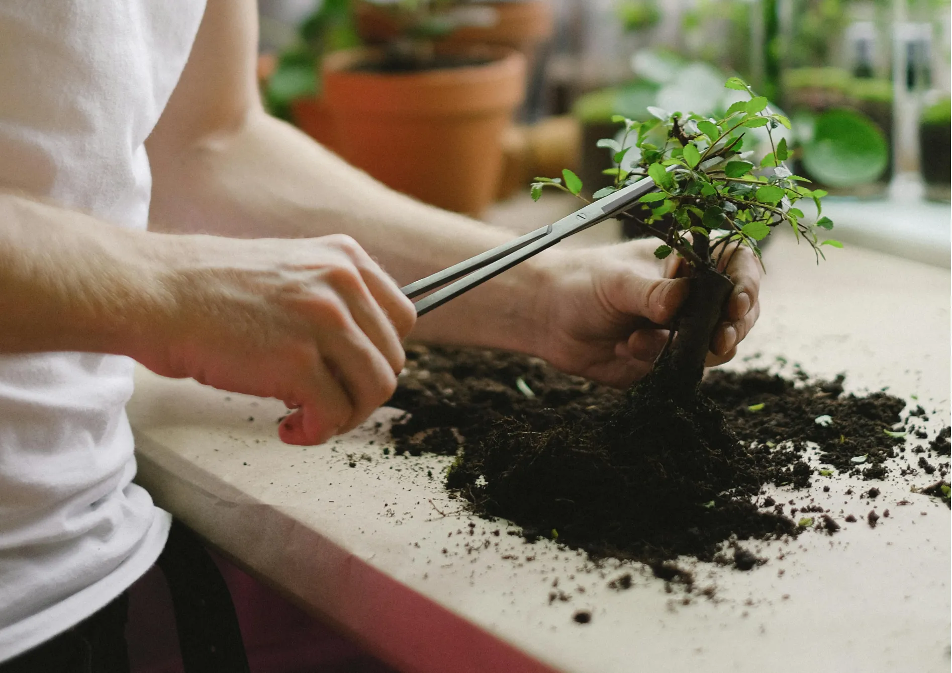 Soins et entretien du bonsaï Soins et entretien du bonsaï