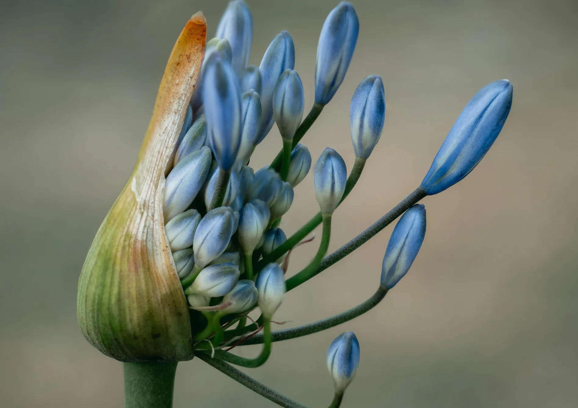 Comment choisir les bulbes d’été en fonction de votre climat et de votre sol Comment choisir les bulbes d’été en fonction de votre climat et de votre sol