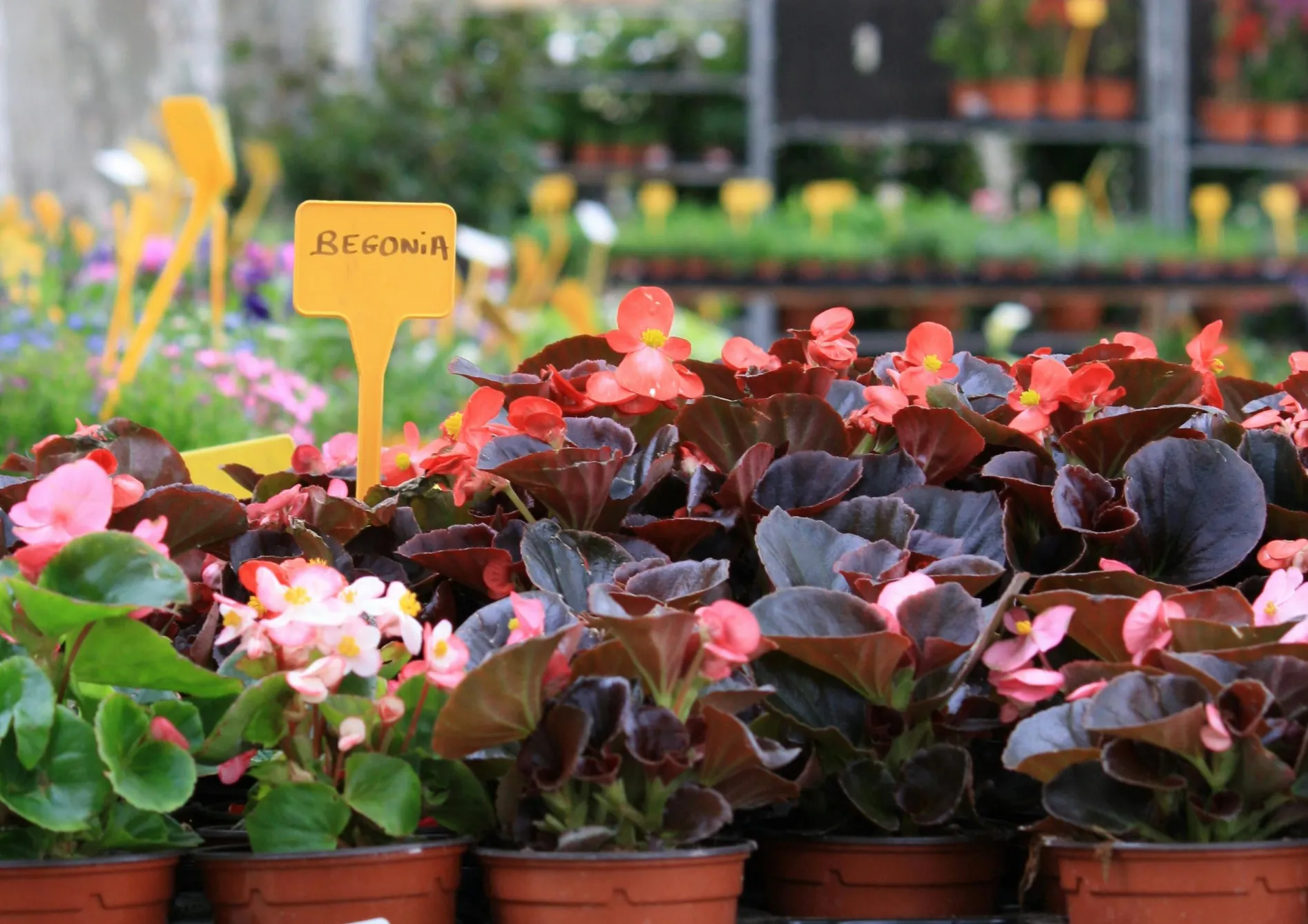 Comment choisir les bulbes d’été adaptés aux pots ? Comment choisir les bulbes d’été adaptés aux pots ?
