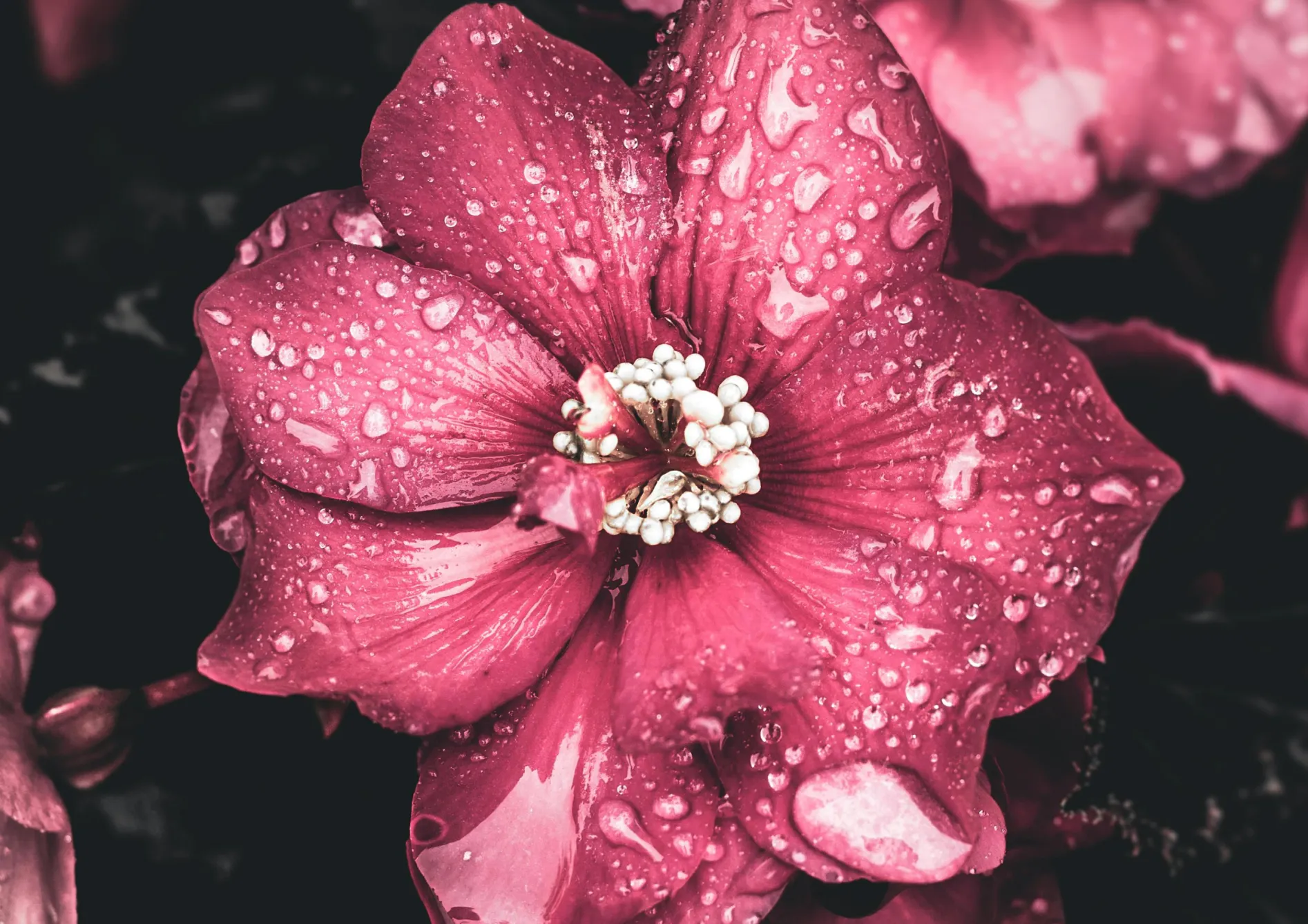 Conseils pour prolonger la floraison des bulbes d’été en pot Conseils pour prolonger la floraison des bulbes d’été en pot