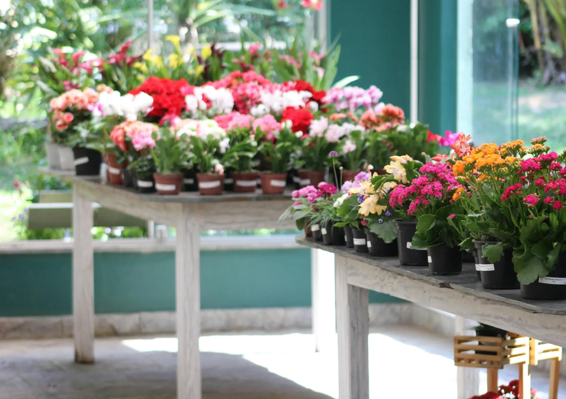 Pourquoi planter des bulbes d'été en pot ? Pourquoi planter des bulbes d’été en pot ?