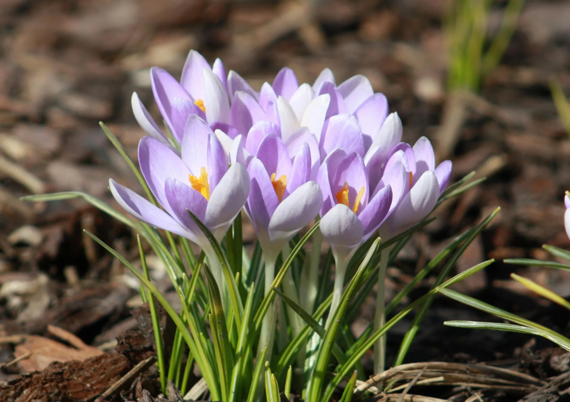 Astuces pour maximiser la floraison de vos graines et bulbes à fleurs Astuces pour maximiser la floraison de vos graines et bulbes à fleurs