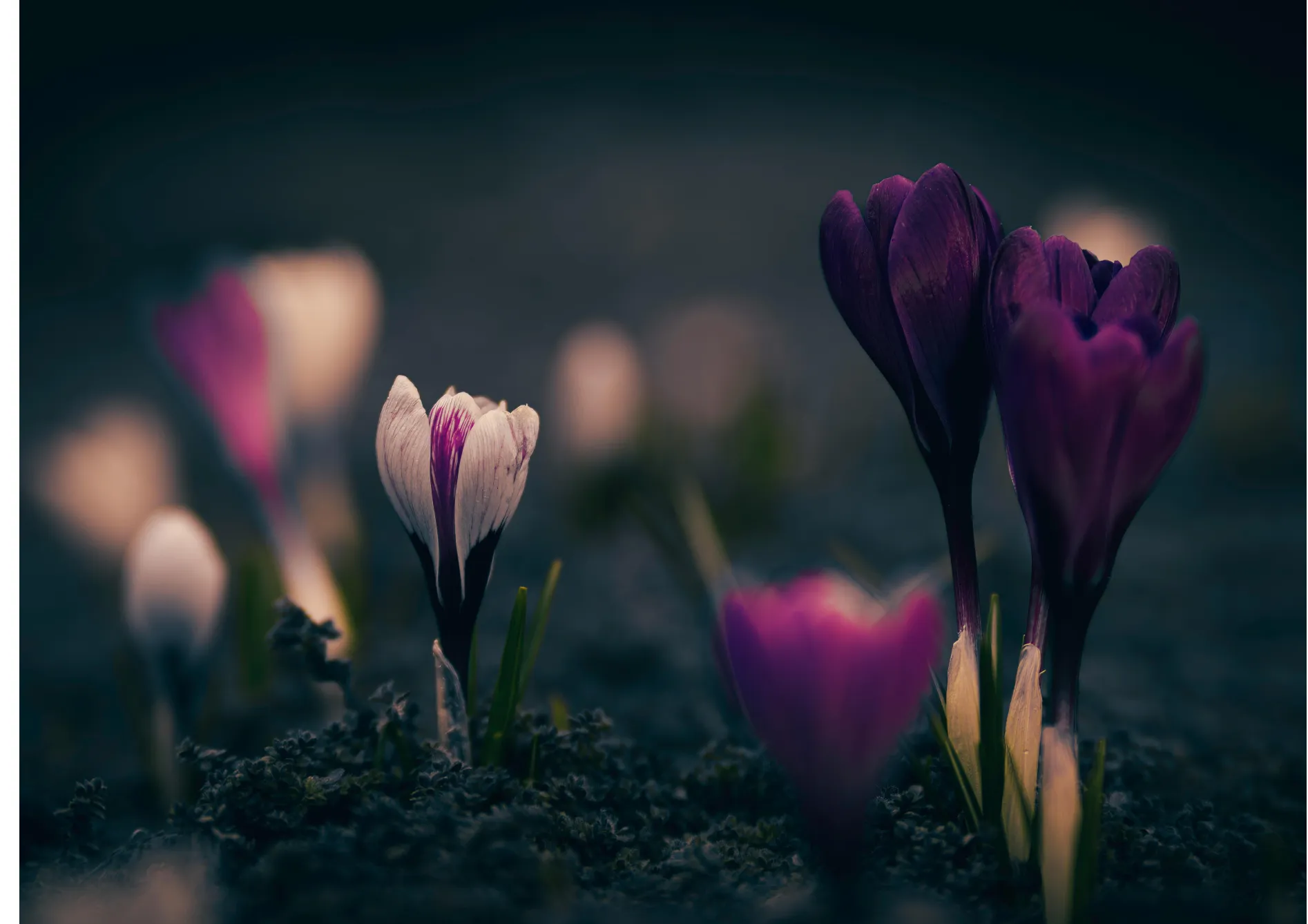 Comprendre les cycles de floraison pour une floraison continue Comprendre les cycles de floraison pour une floraison continue