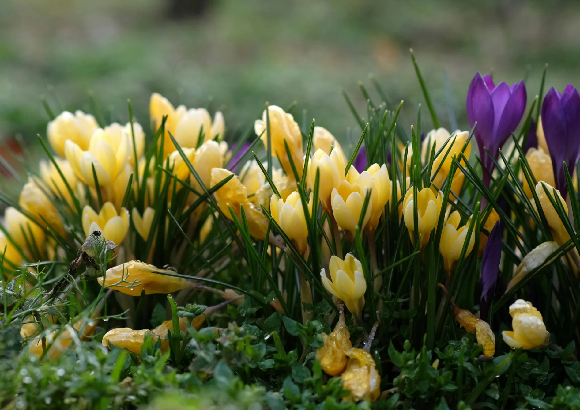 Comment choisir les meilleures graines et bulbes à fleurs ? Comment choisir les meilleures graines et bulbes à fleurs ?