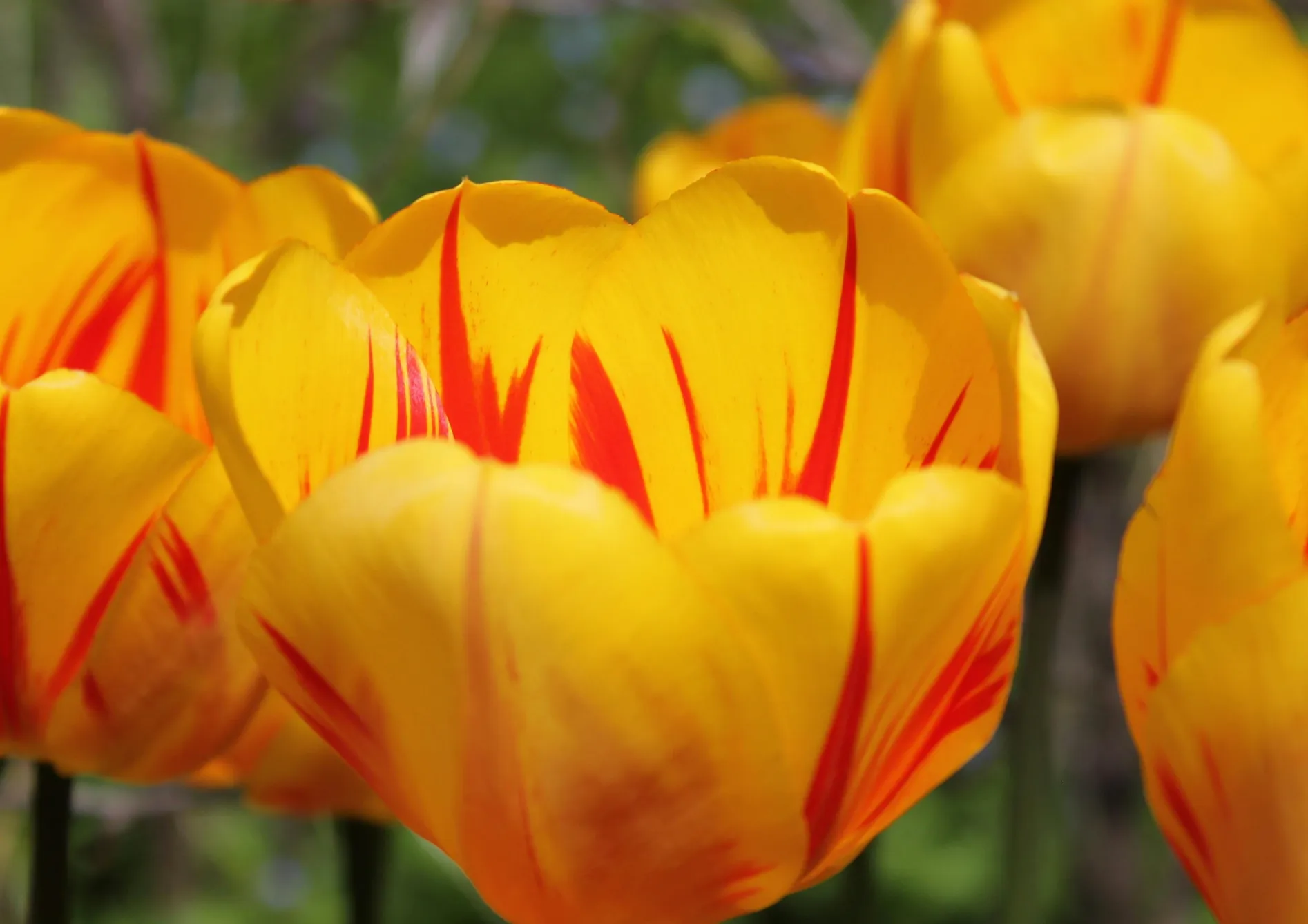 Comment bien planter et entretenir les bulbes d’automne Comment bien planter et entretenir les bulbes d’automne