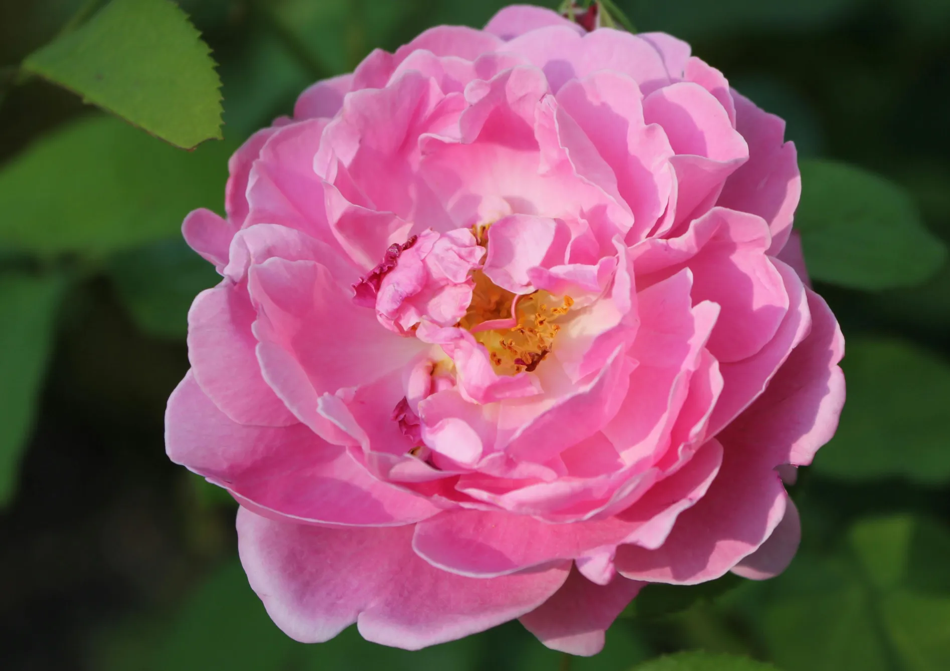 Les meilleurs bulbes d'automne à planter pour une floraison printanière Les meilleurs bulbes d’automne à planter pour une floraison printanière