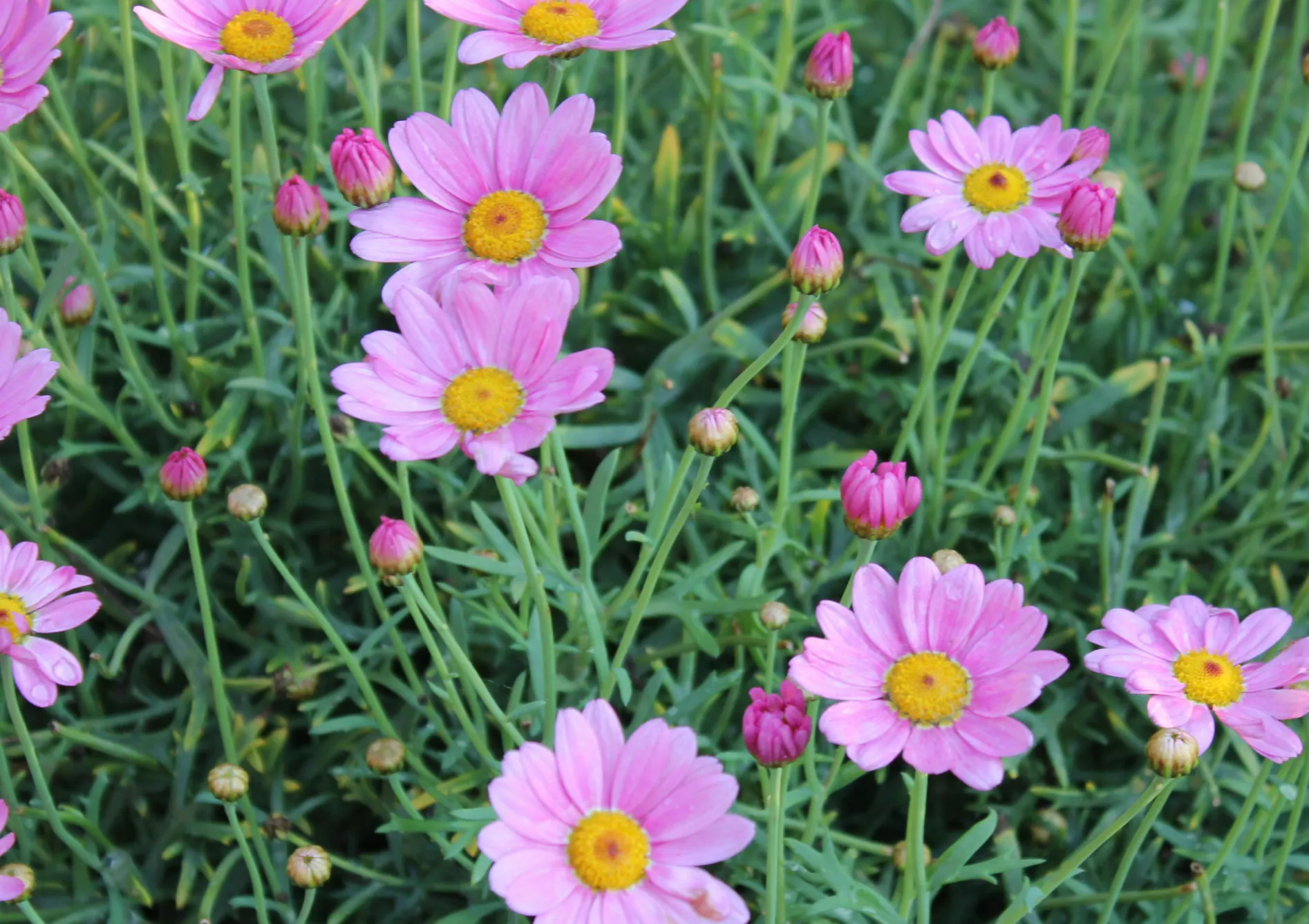 Pourquoi planter des bulbes à l'automne ? Pourquoi planter des bulbes à l’automne ?