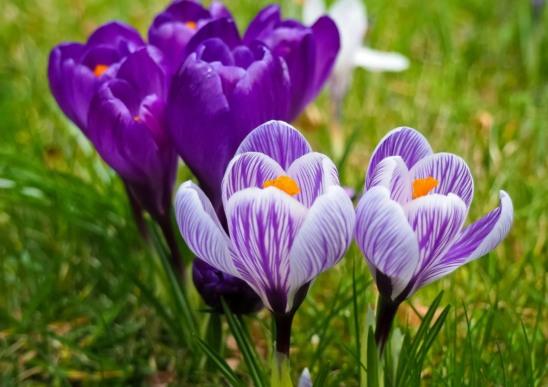 Astuces pour prolonger la floraison printanière des bulbes d'automne Astuces pour prolonger la floraison printanière des bulbes d’automne