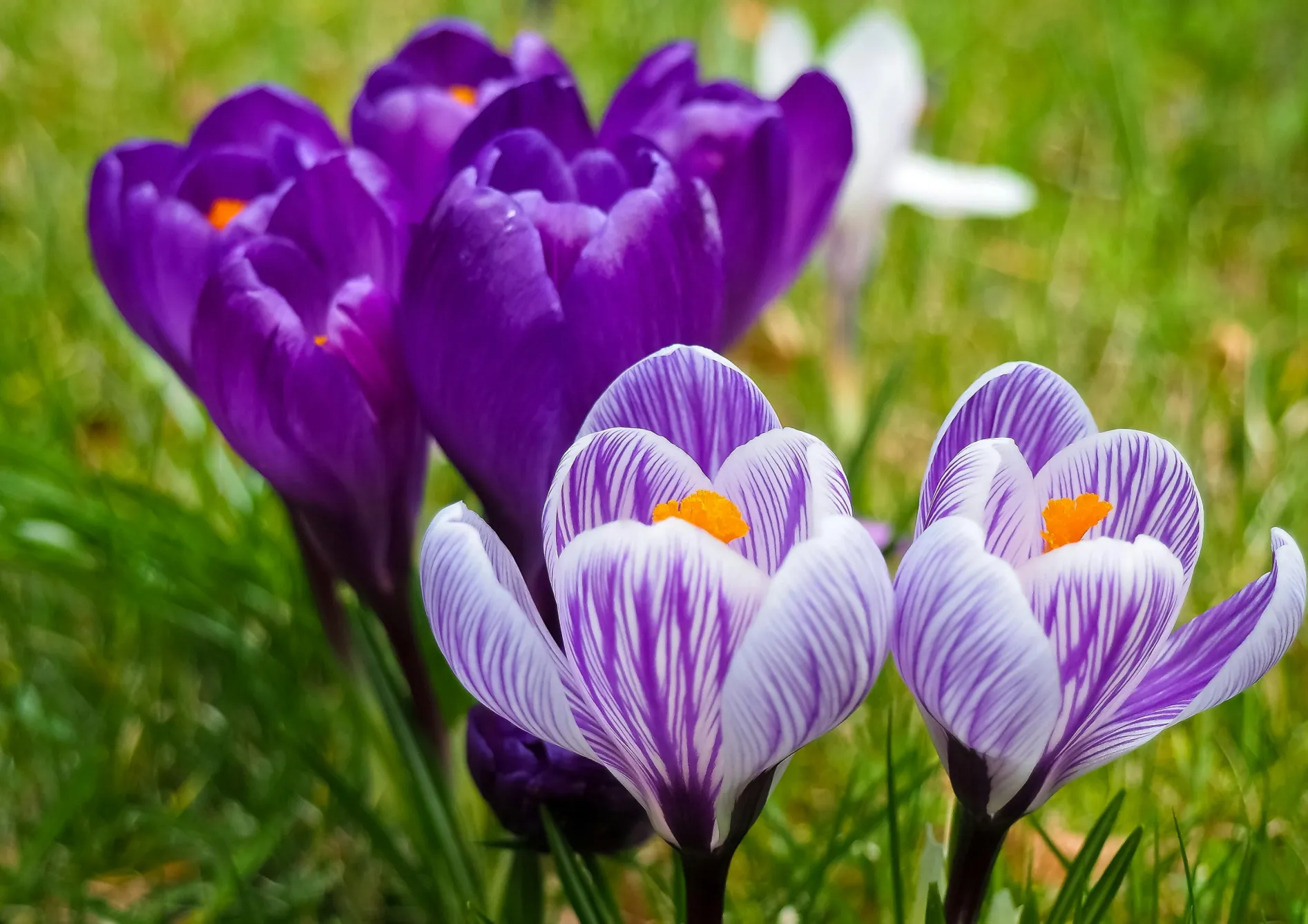 Associer les bulbes de printemps pour un effet maximal Associer les bulbes de printemps pour un effet maximal