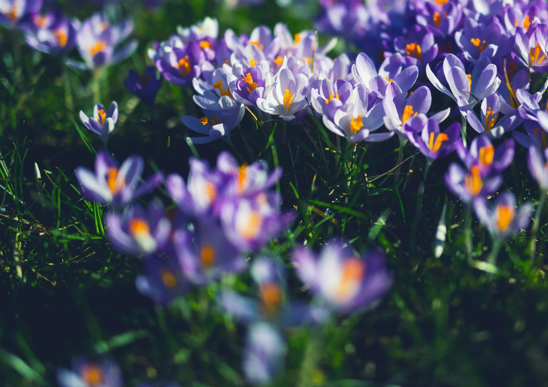 Planter et entretenir vos bulbes de printemps Planter et entretenir vos bulbes de printemps