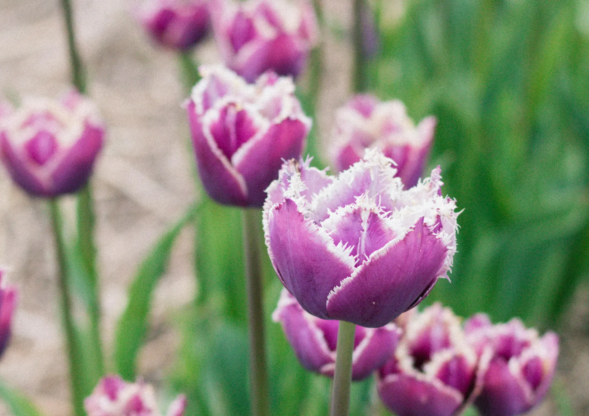 Les meilleures variétés de bulbes de printemps pour un jardin coloré Les meilleures variétés de bulbes de printemps pour un jardin coloré