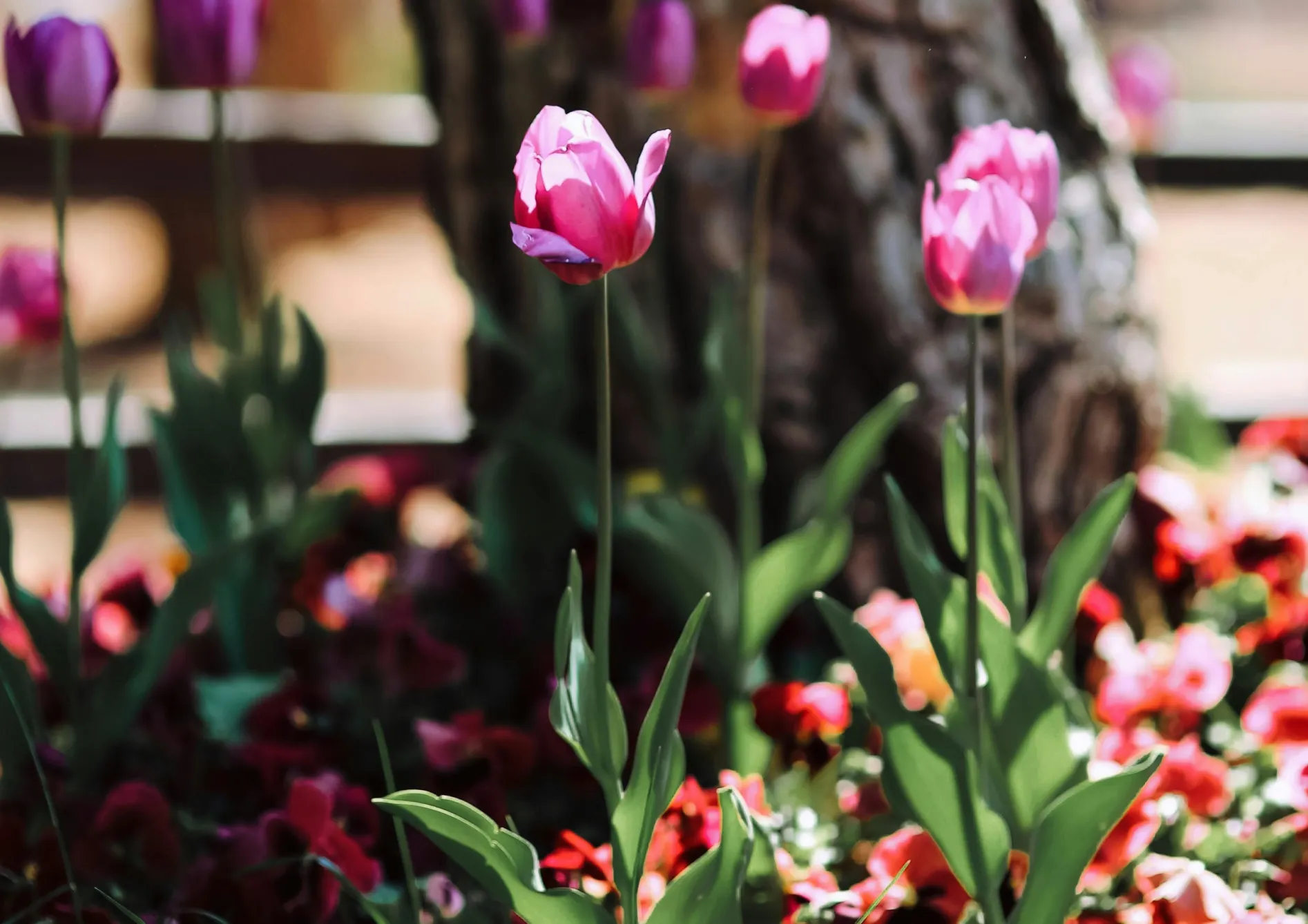Pourquoi choisir des bulbes de printemps pour un jardin coloré ? Pourquoi choisir des bulbes de printemps pour un jardin coloré ?
