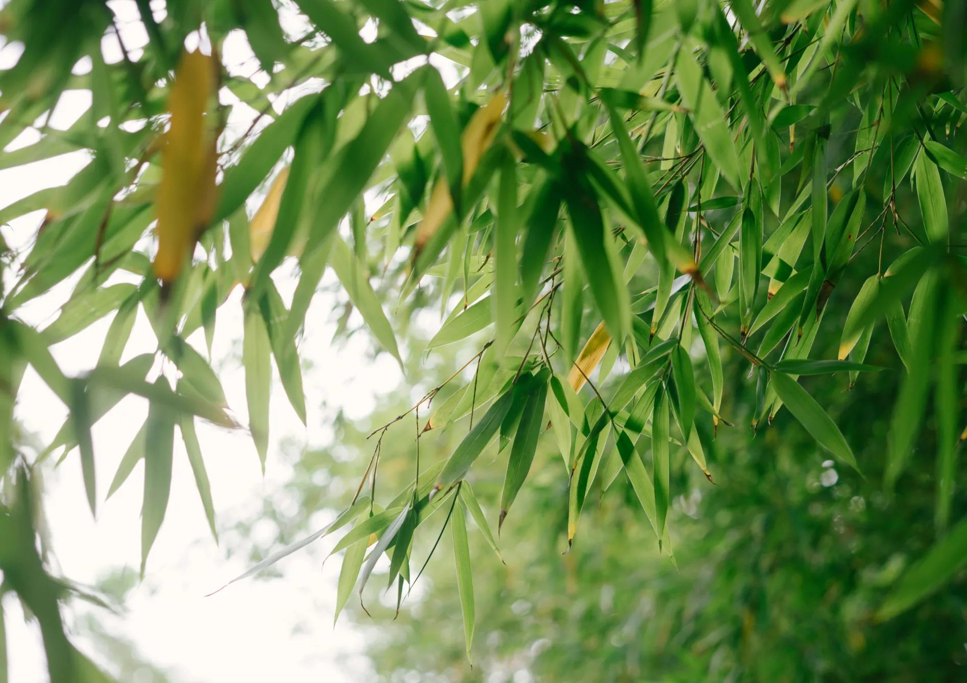 Les soins et l'entretien des bambous Les soins et l’entretien des bambous