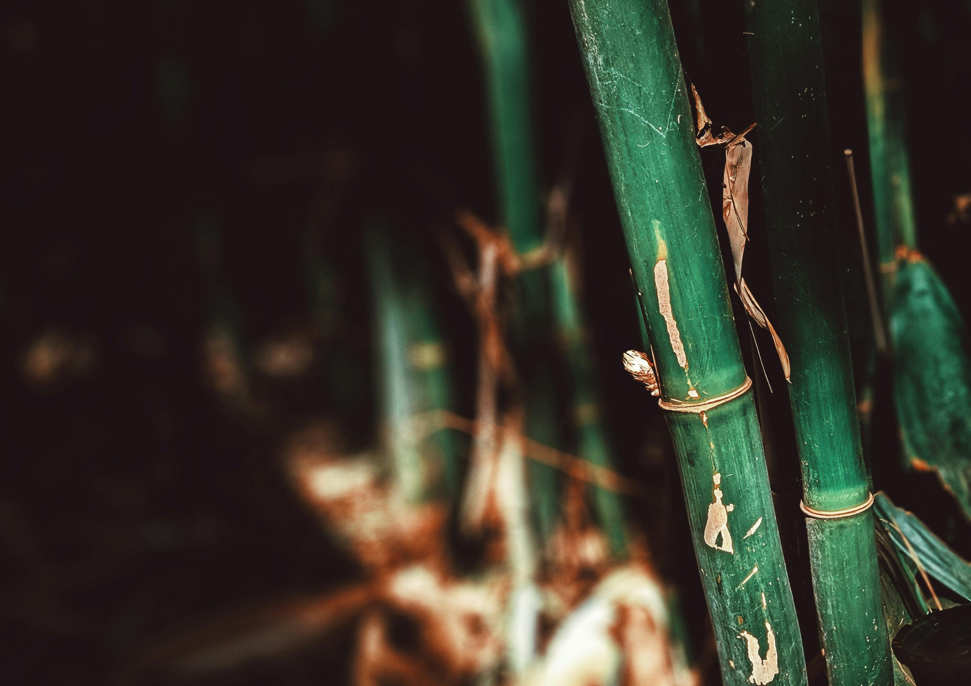 Pourquoi choisir du bambou pour votre jardin ? Pourquoi choisir du bambou pour votre jardin ?