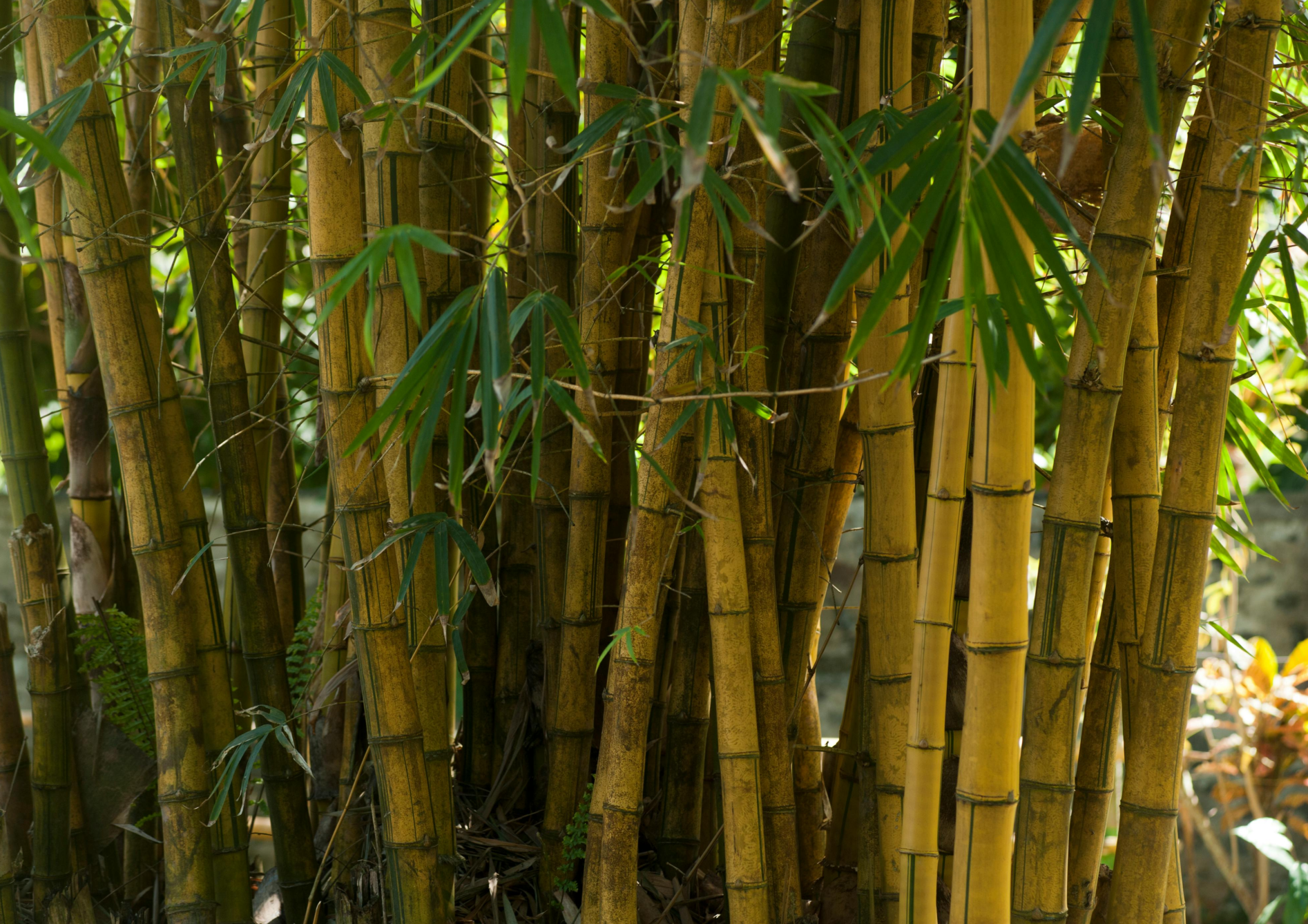 Choisir un bambou en fonction du climat Choisir un bambou en fonction du climat