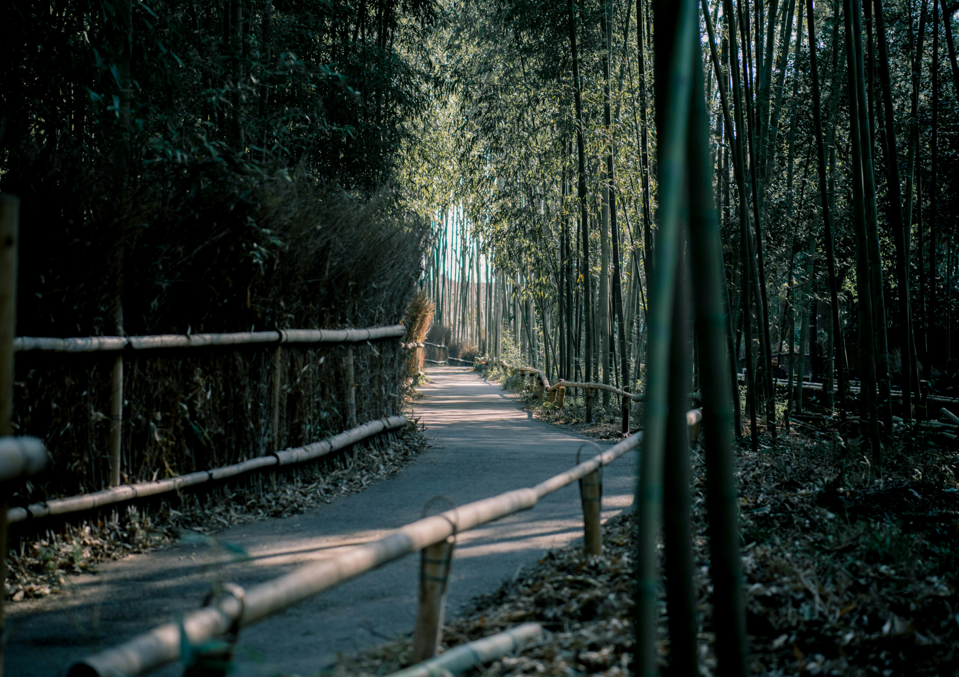 Comment choisir le bon bambou en fonction de la taille de votre jardin Comment choisir le bon bambou en fonction de la taille de votre jardin