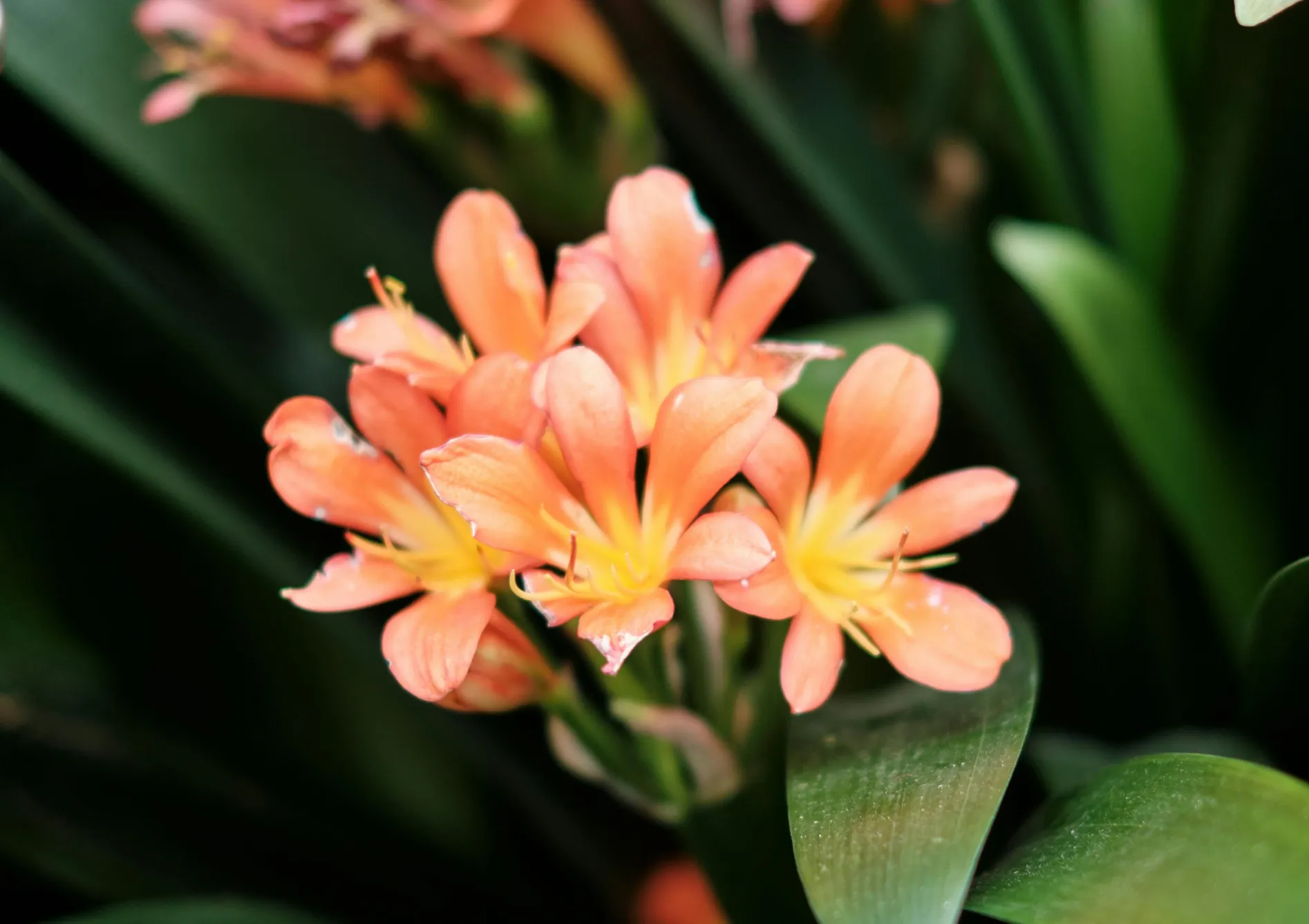 Plante Clivia Plante Clivia