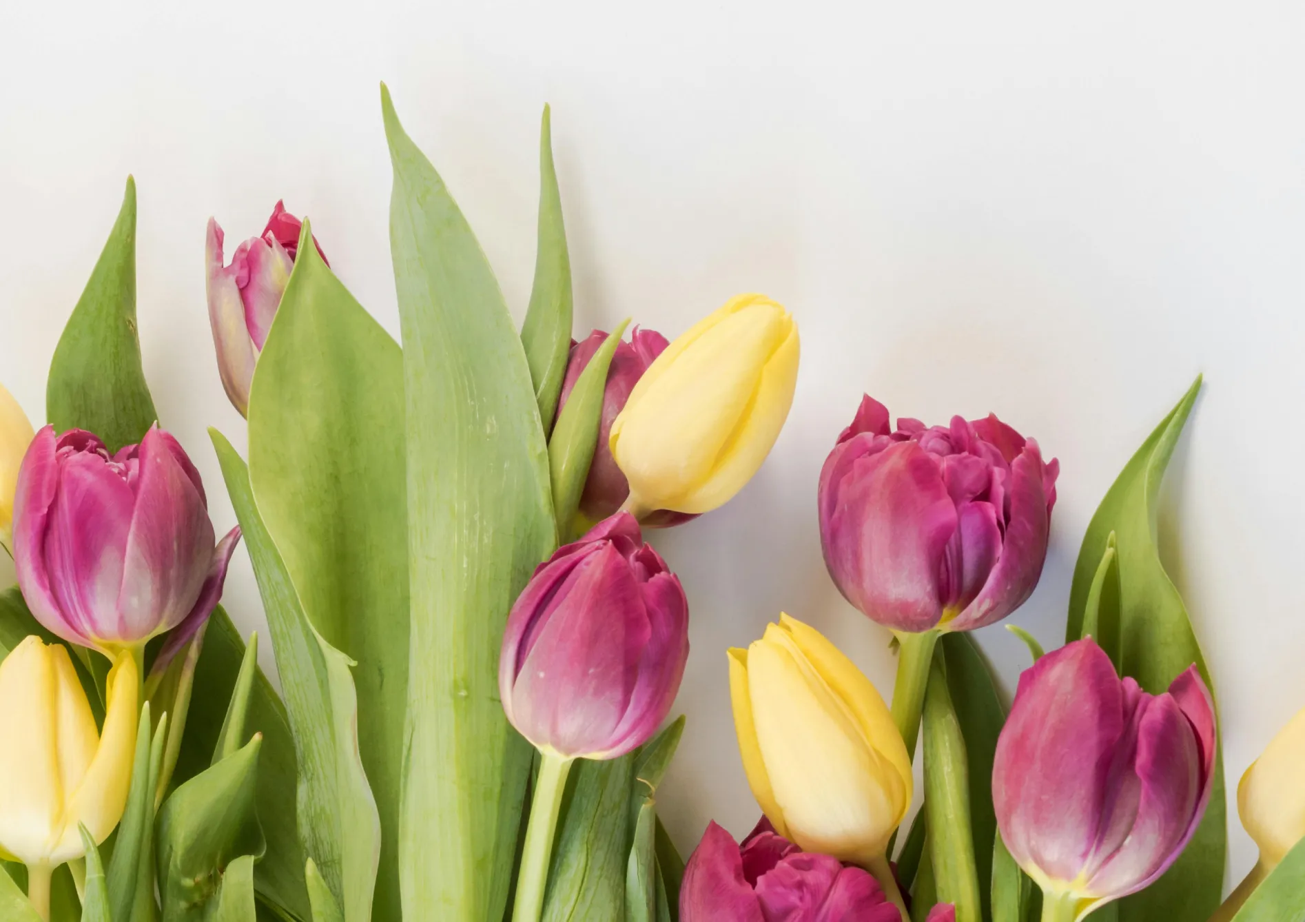 Comment choisir les bonnes plantes pour un massif de fleurs durable ? Comment choisir les bonnes plantes pour un massif de fleurs durable ?