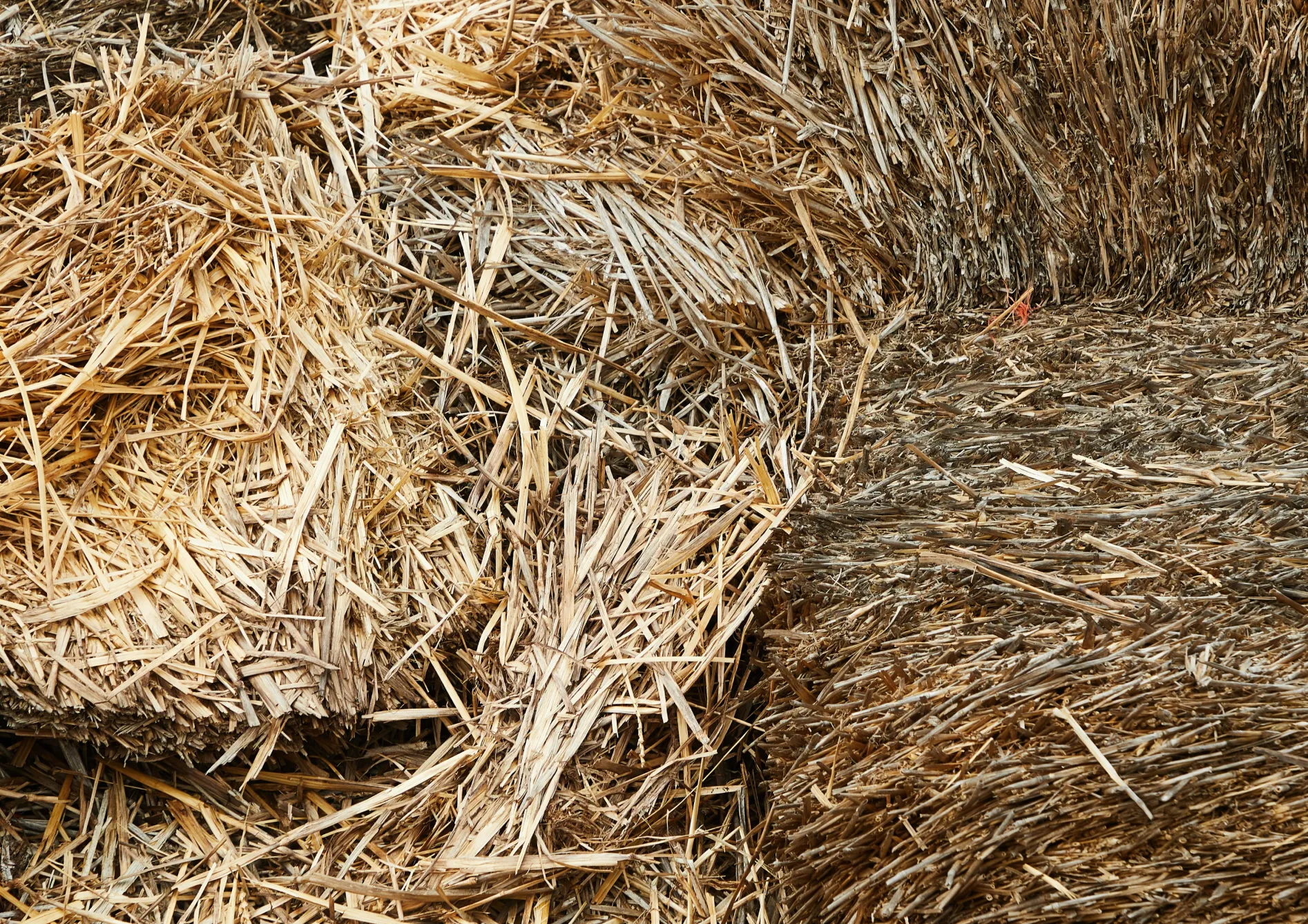 Comment choisir les meilleures semences fourragères ? Comment choisir les meilleures semences fourragères ?