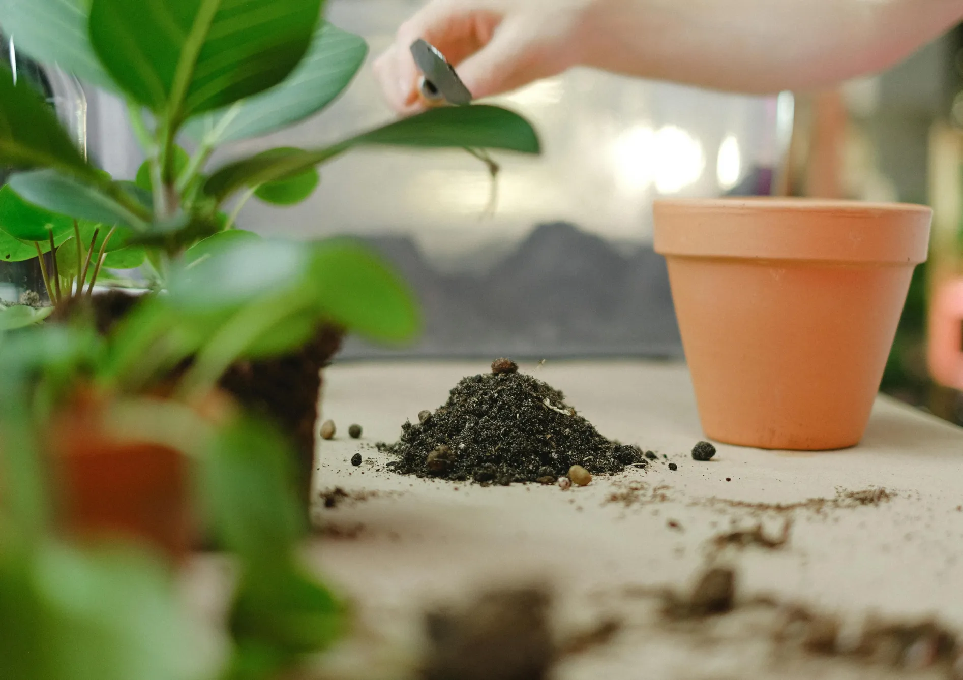 Comment gérer l’enfouissement des engrais verts selon les saisons ? Comment gérer l’enfouissement des engrais verts selon les saisons ?