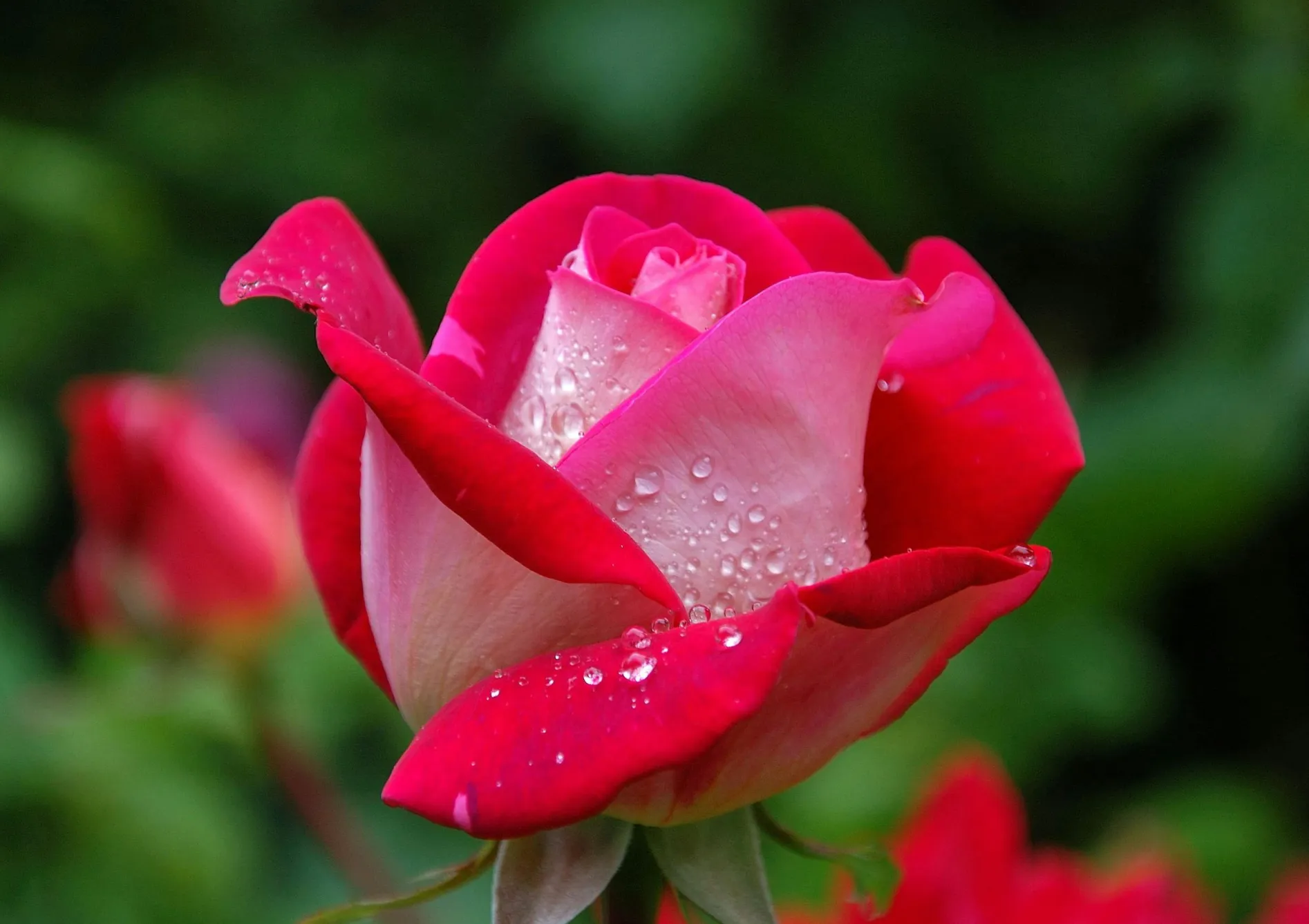 Comment planter un massif de fleurs durable Comment planter un massif de fleurs durable