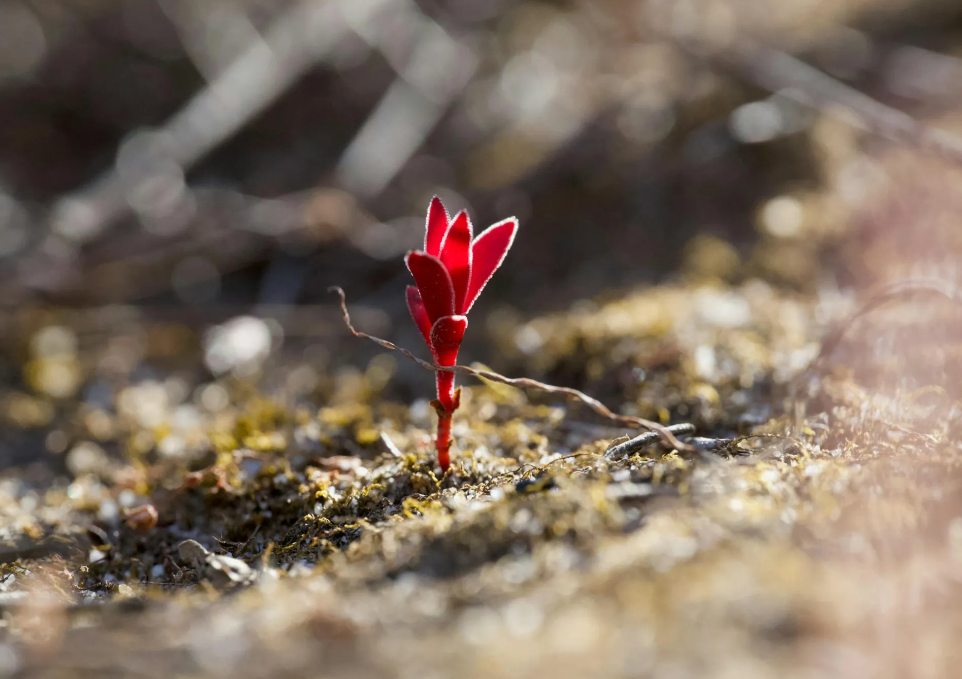 Comment et quand semer des graines d'engrais vert ? Comment et quand semer des graines d’engrais vert ?