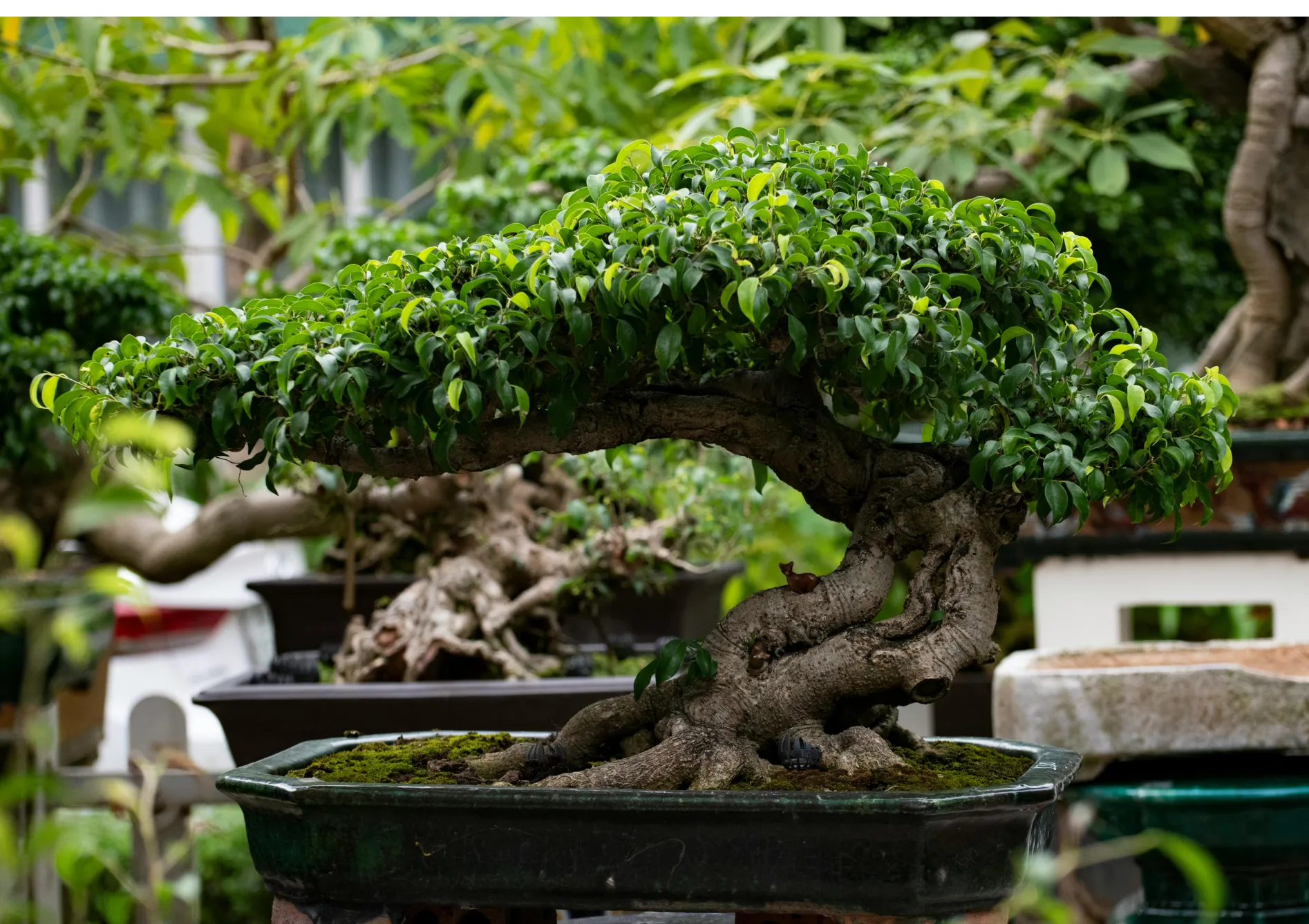 Comprendre les bonsaïs d'intérieur et d'extérieur Comprendre les bonsaïs d’intérieur et d’extérieur