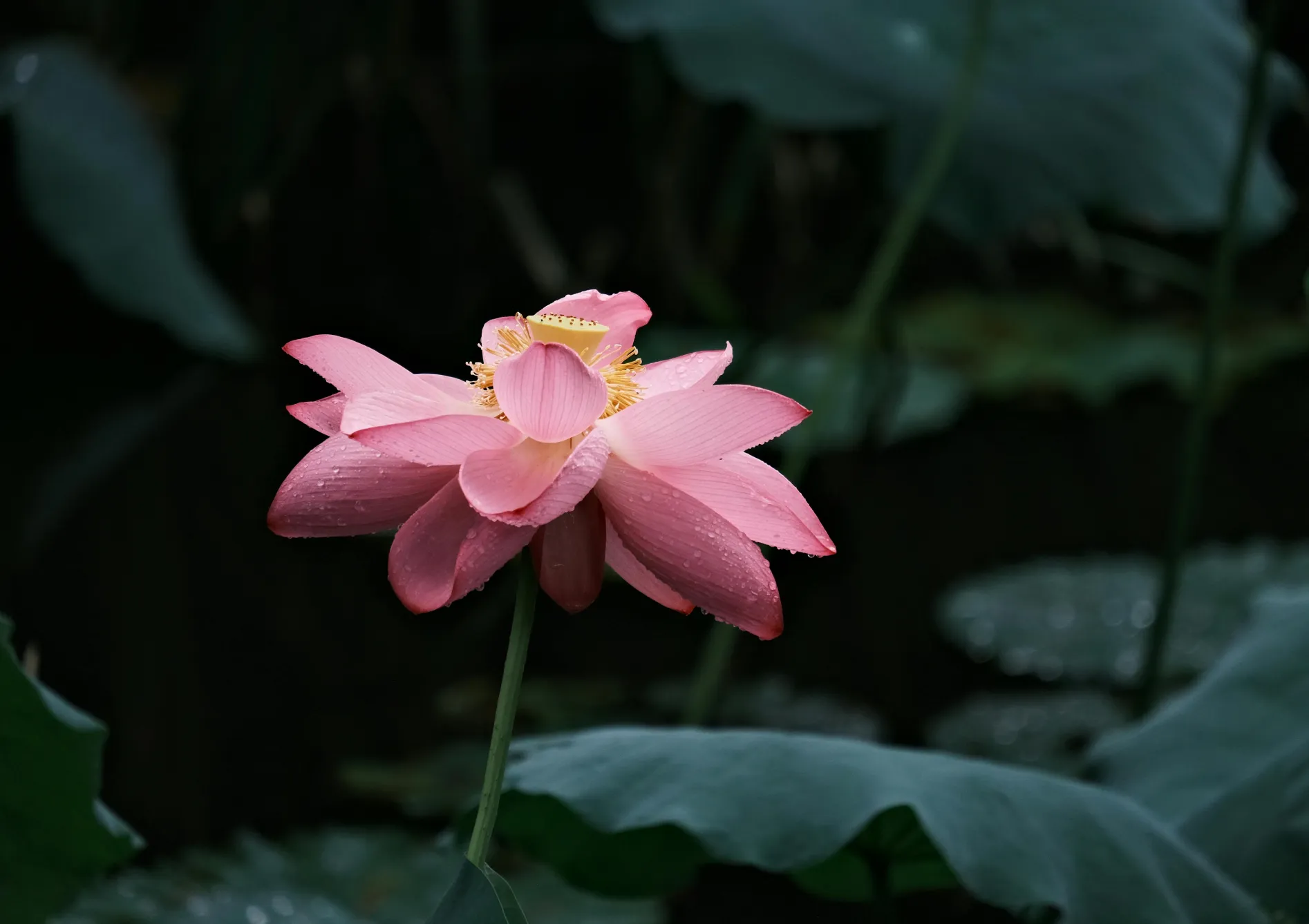 Comprendre le cycle de floraison des plantes Comprendre le cycle de floraison des plantes