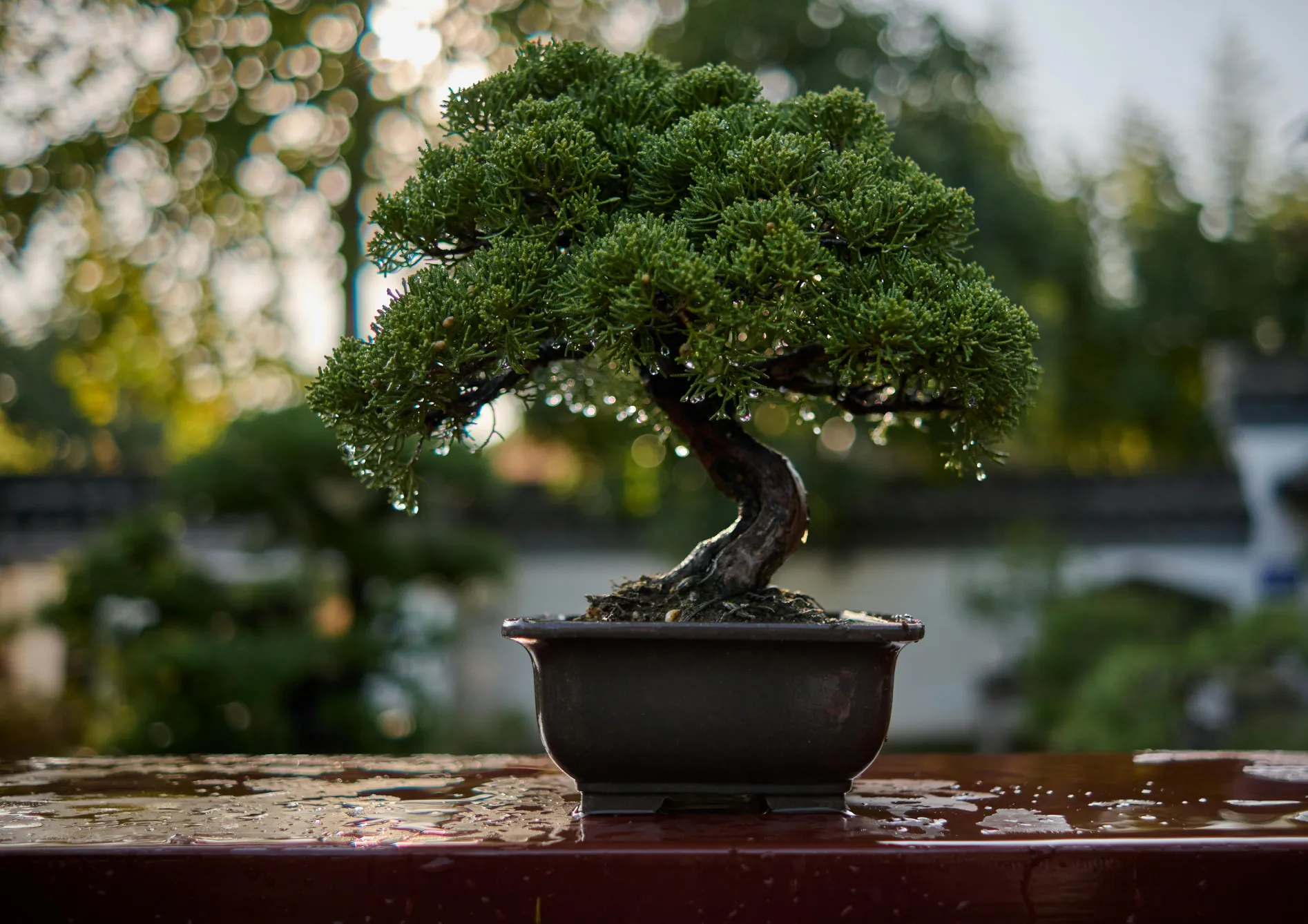 Créer des conditions optimales pour votre bonsaï Créer des conditions optimales pour votre bonsaï