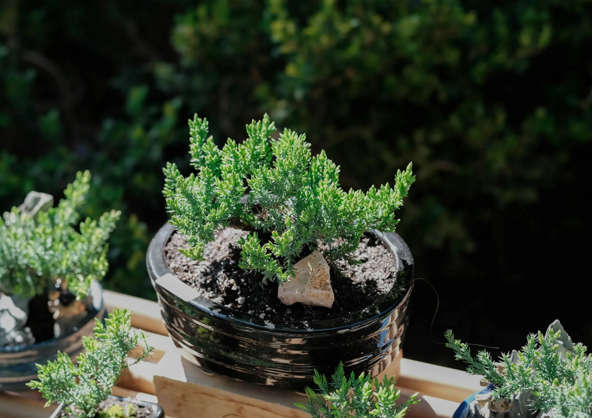 Conseils pour choisir l'espèce de bonsaï adaptée à votre environnement Conseils pour choisir l’espèce de bonsaï adaptée à votre environnement