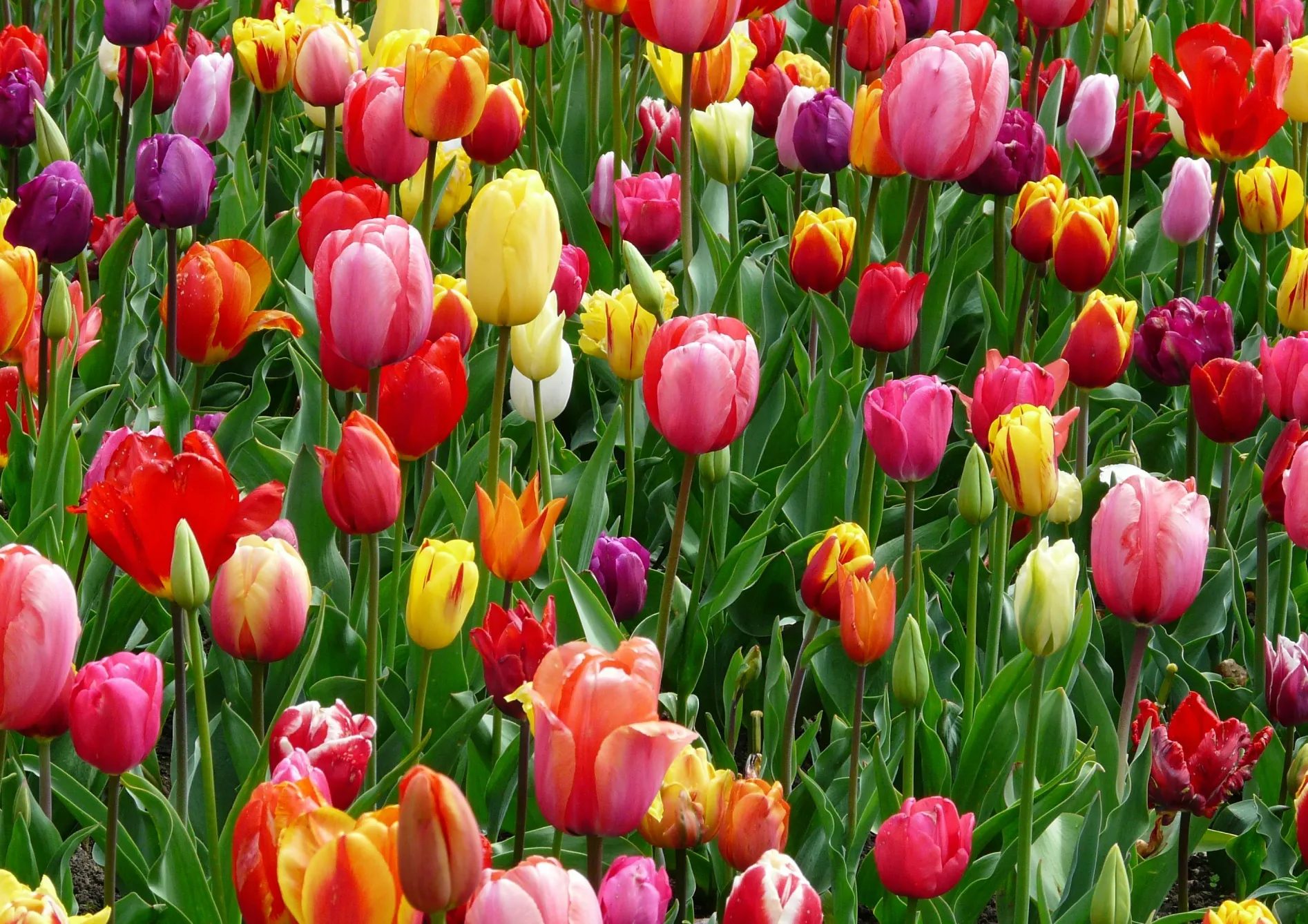 Choisir les bonnes variétés de bulbes d’automne Choisir les bonnes variétés de bulbes d’automne